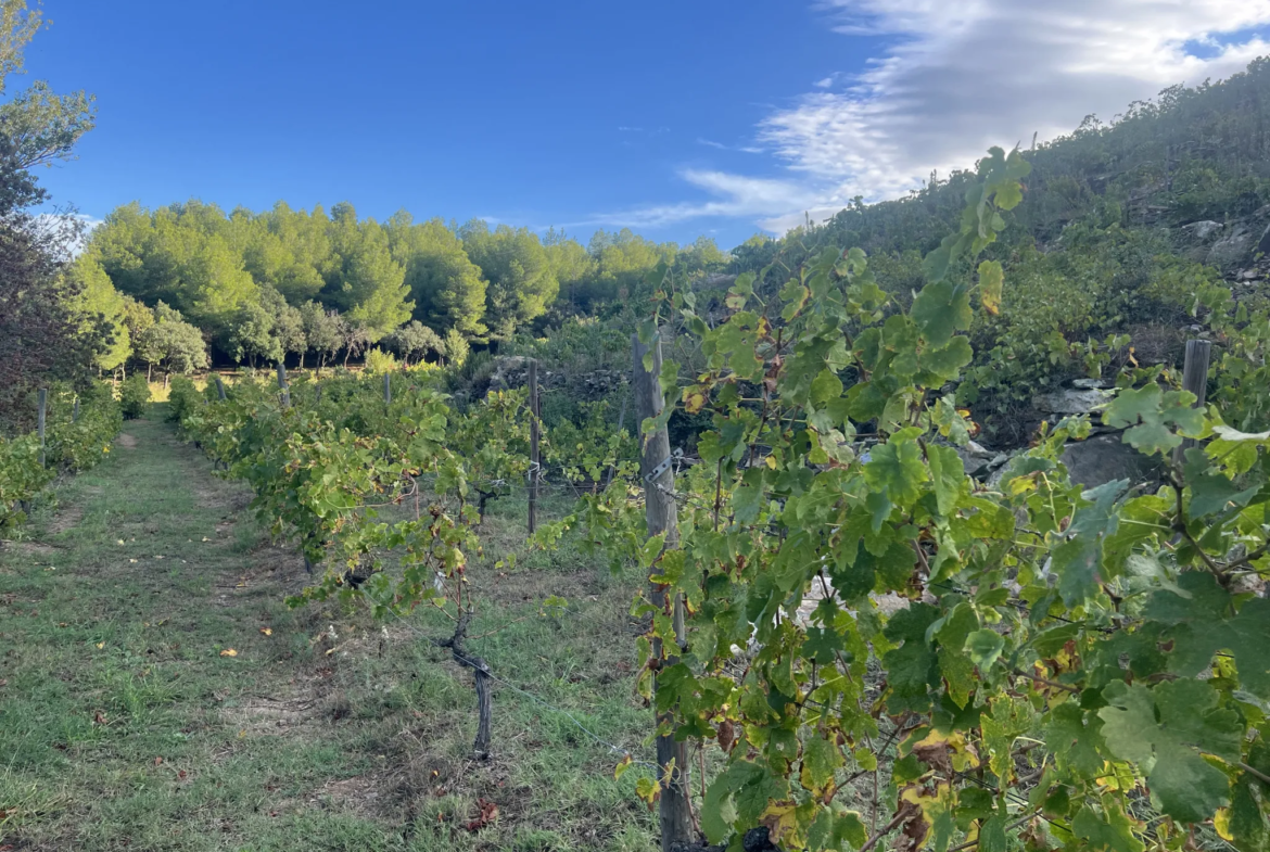 Vente de 24 401 m² de terrain agricole à Collioure 