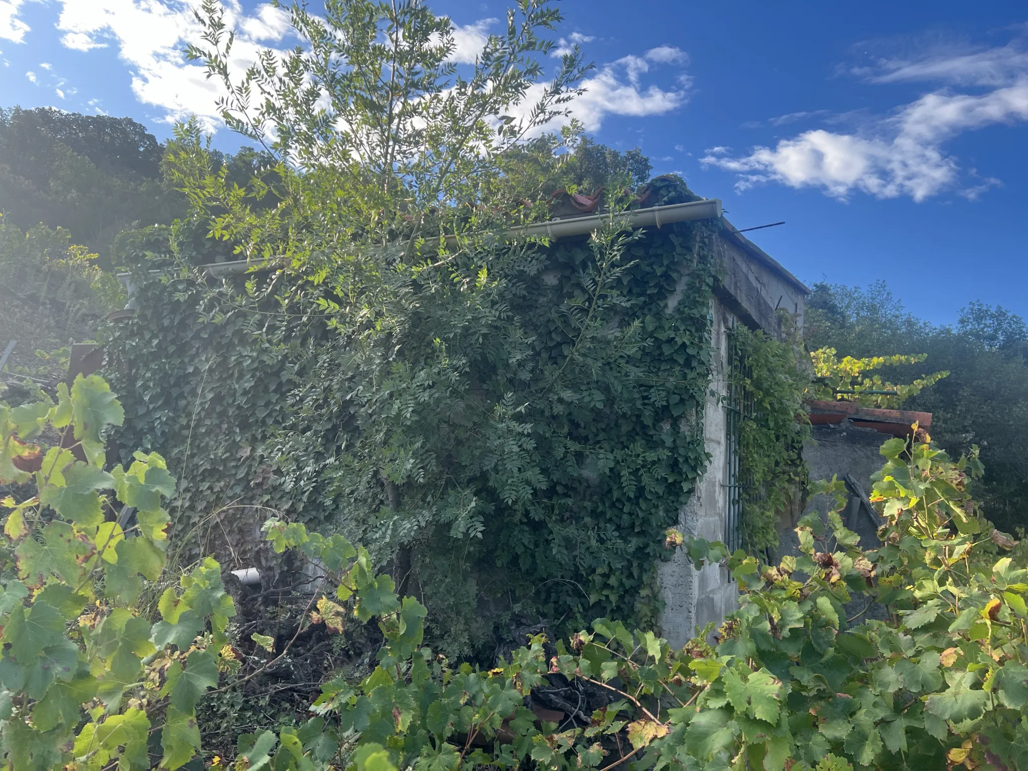 Vente de 24 401 m² de terrain agricole à Collioure 