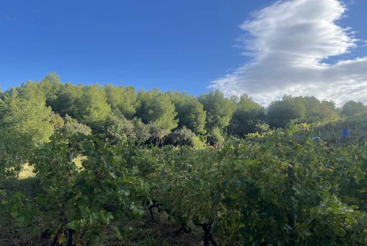 Vente de 24 401 m² de terrain agricole à Collioure 