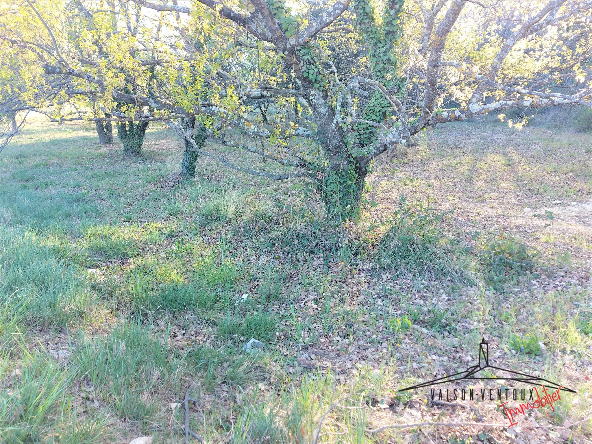 Terrain arboré de 1350 m² avec permis de construire à Vaison la Romaine 