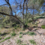 Terrain viabilisé à vendre à Pierrefeu du Var - 494 m²