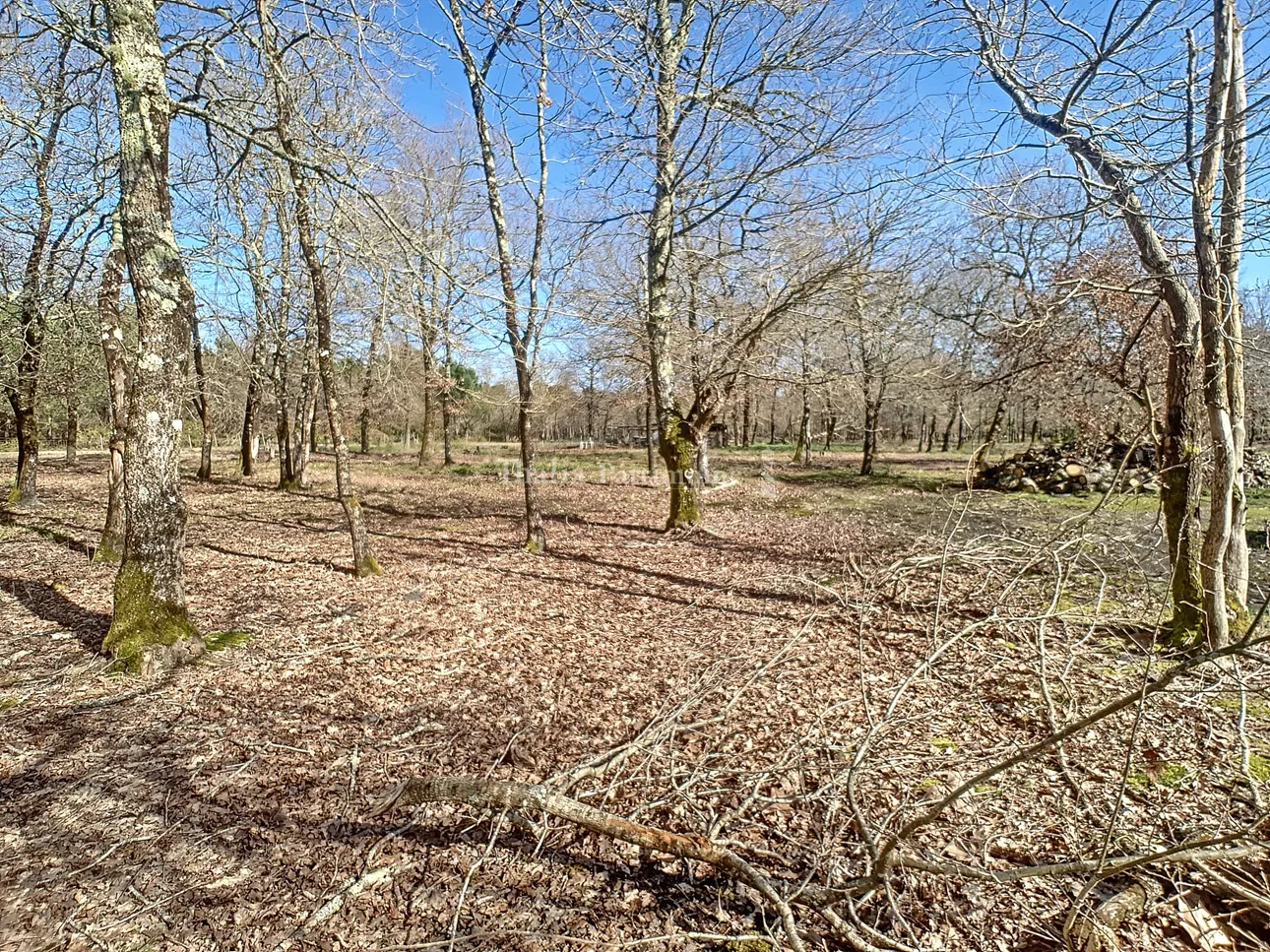 Terrain boisé en zone NL à Gujan mestras 