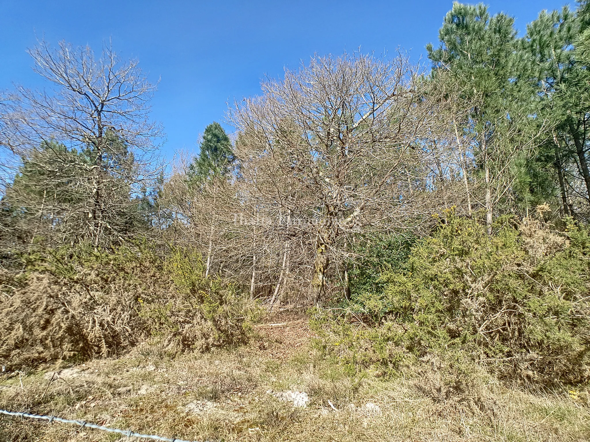 Terrain boisé en zone NL à Gujan mestras 