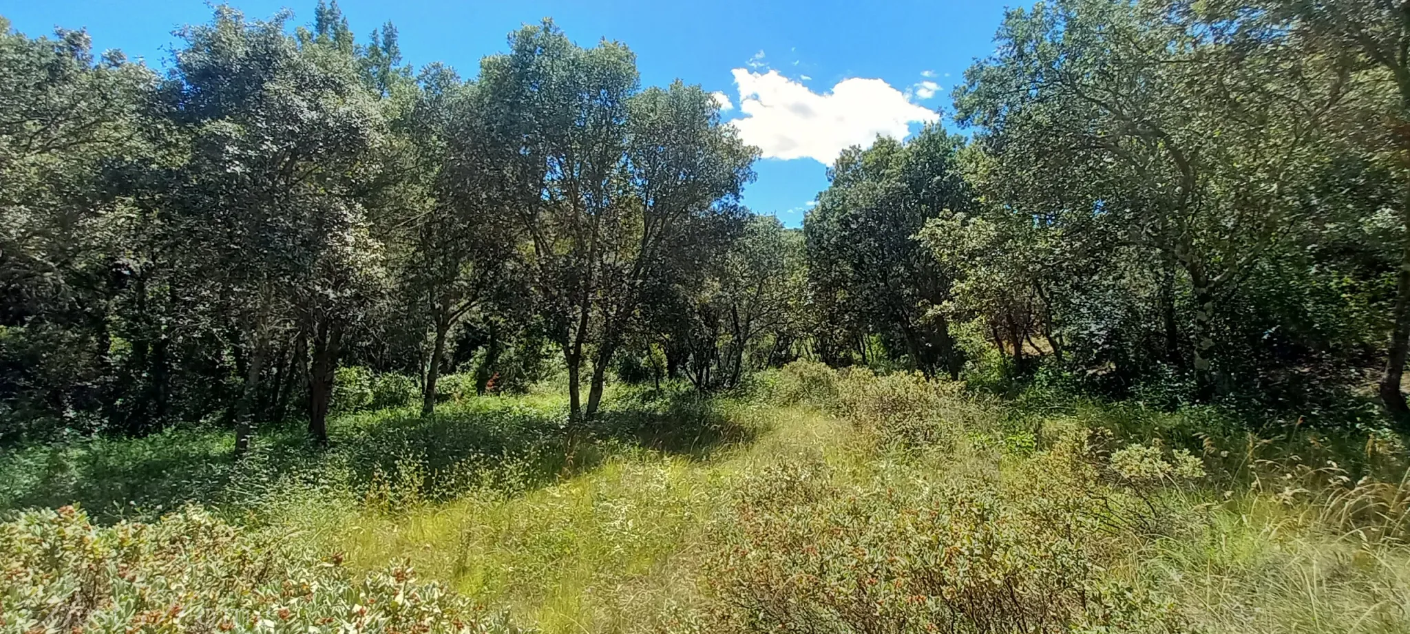 Terrain de loisirs à vendre entre Uzès et Saint Maximin 