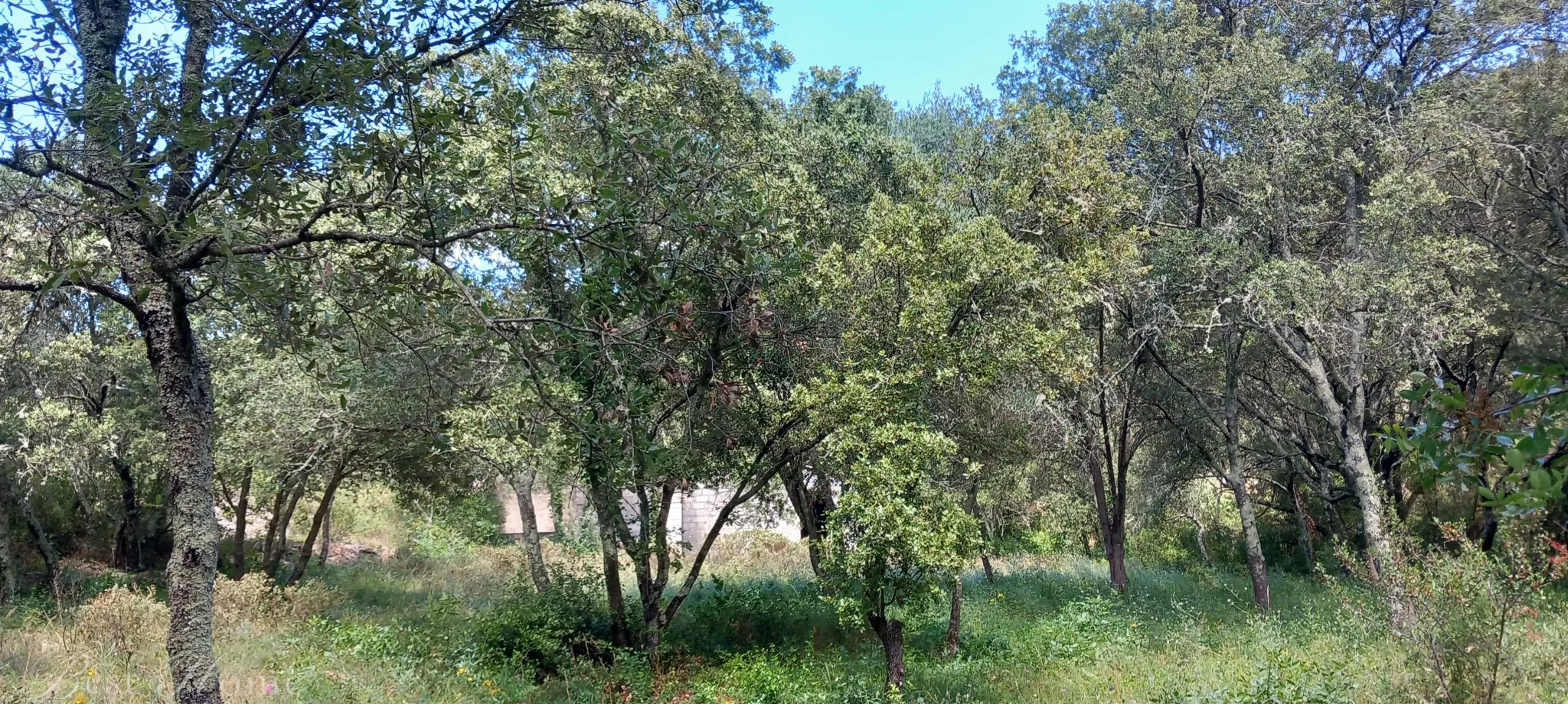 Terrain de loisirs à vendre entre Uzès et Saint Maximin 