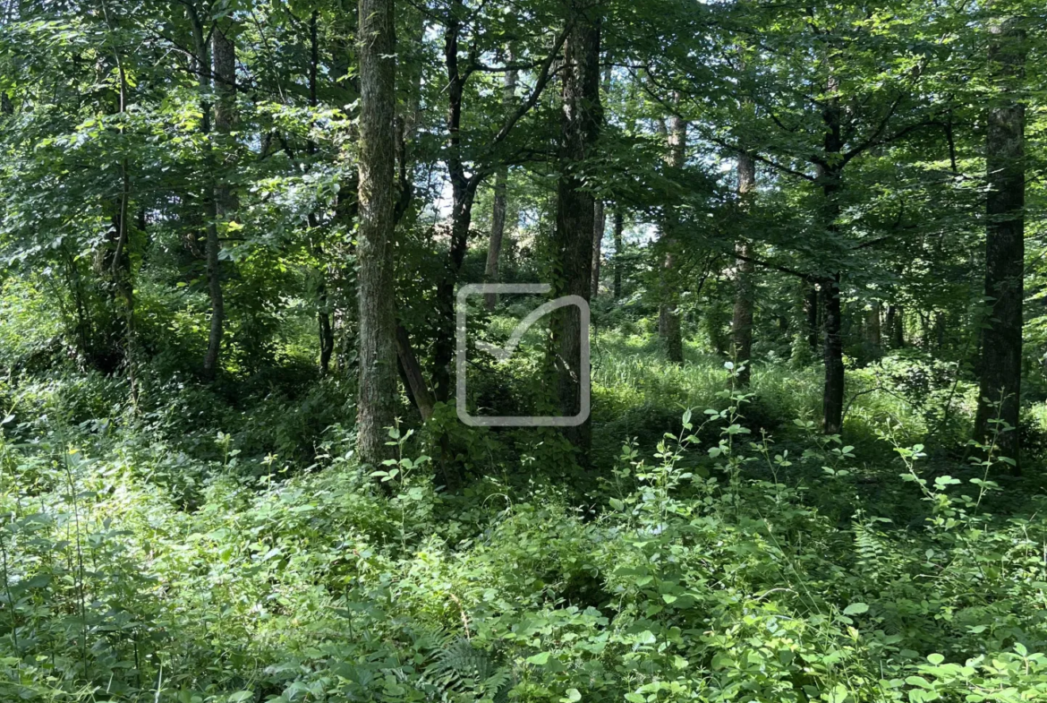 Bois à vendre à Objat - 1,3 hectares avec ruine et source 