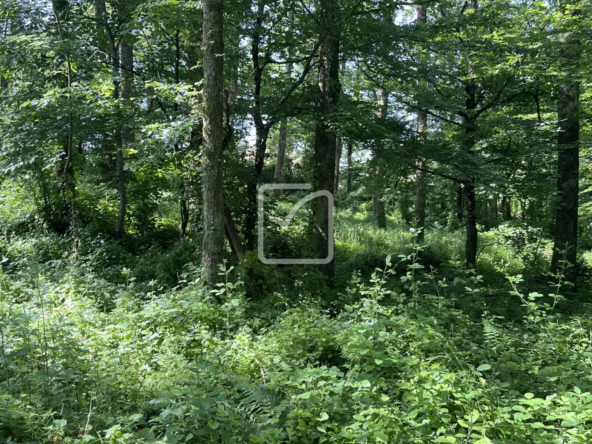 Bois à vendre à Objat - 1,3 hectares avec ruine et source