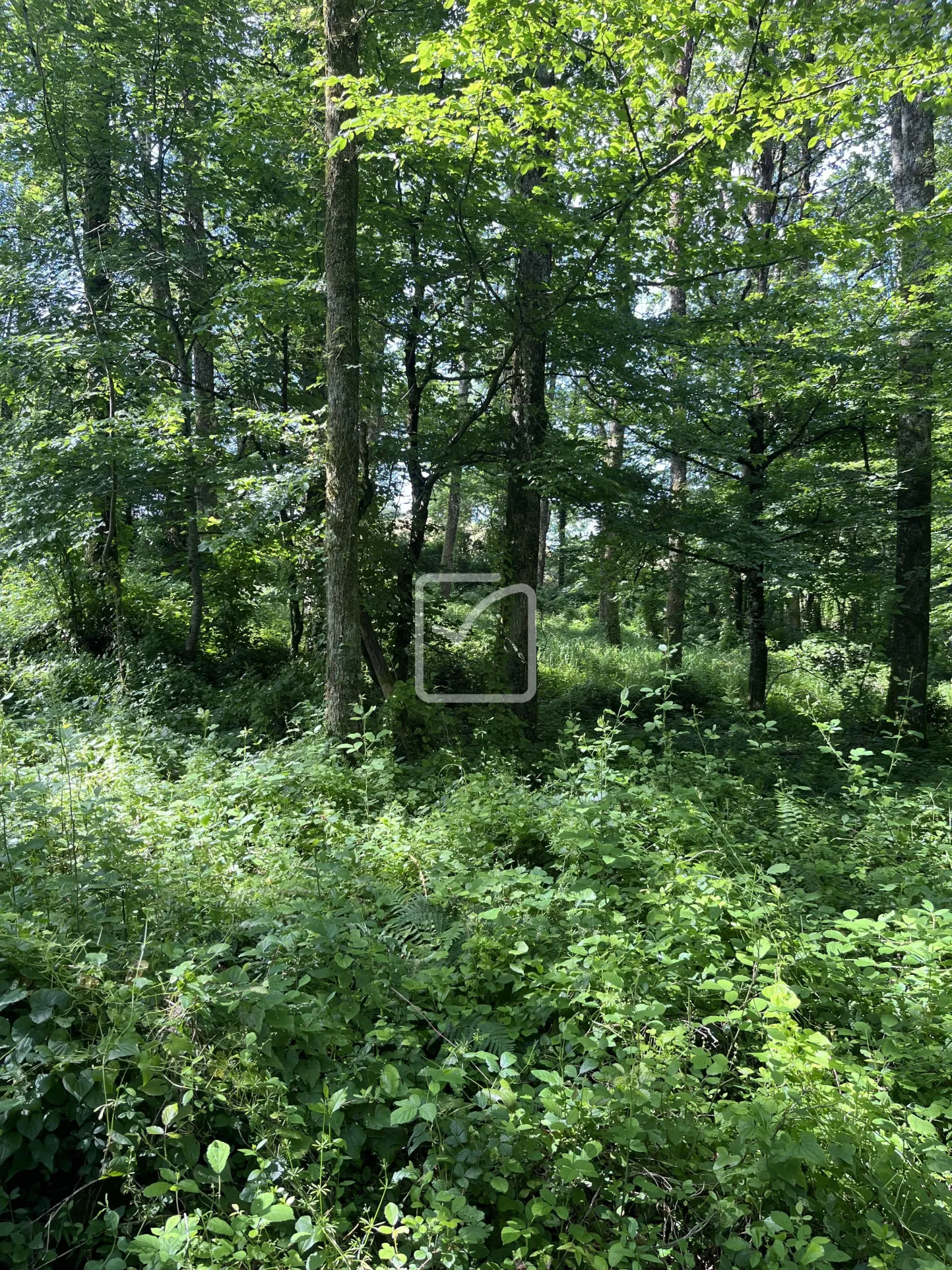 Bois à vendre à Objat - 1,3 hectares avec ruine et source 