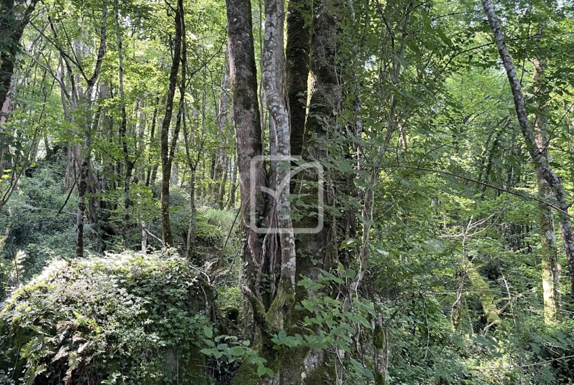 Bois à vendre à Objat - 1,3 hectares avec ruine et source 