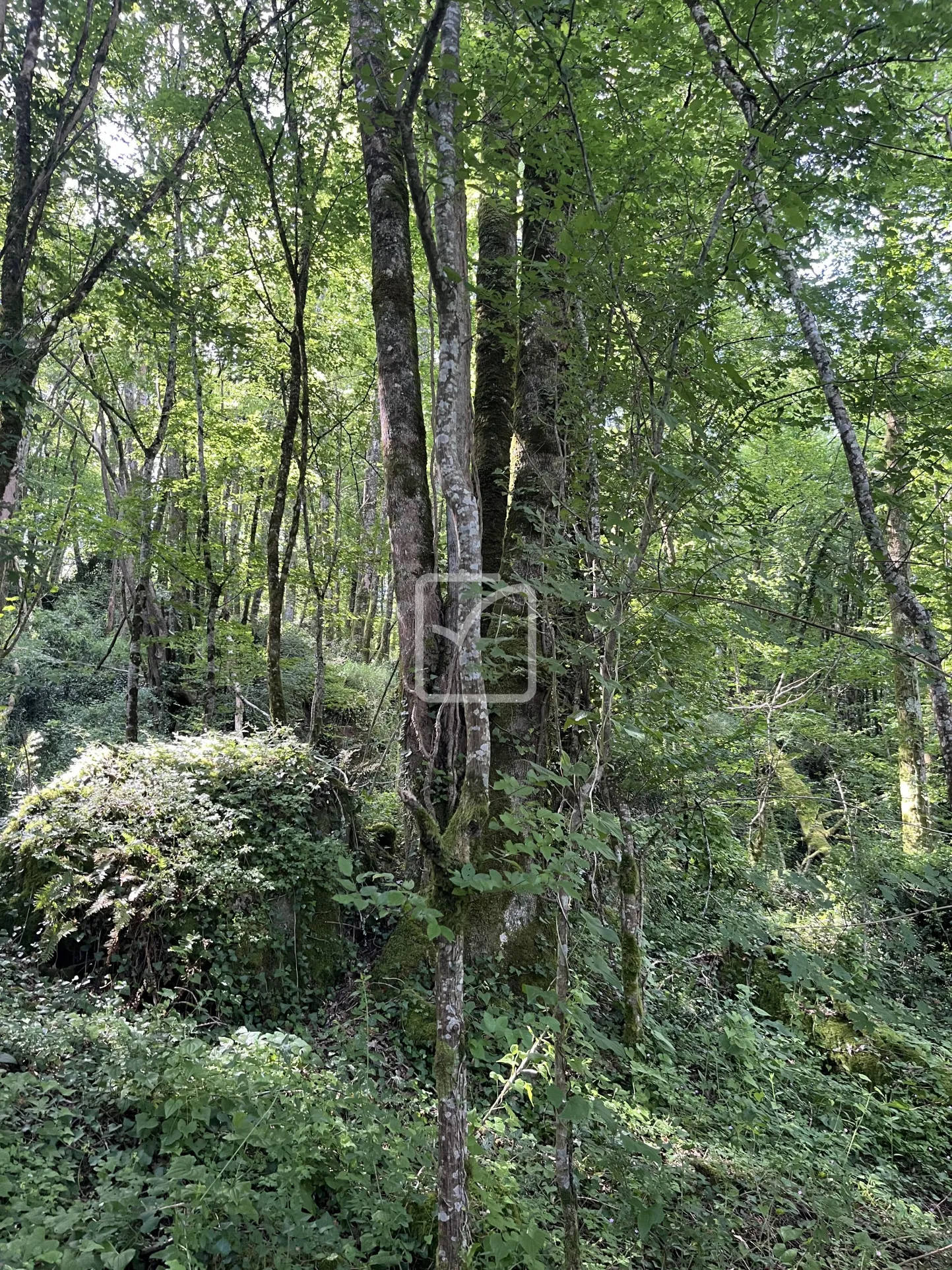 Bois à vendre à Objat - 1,3 hectares avec ruine et source 