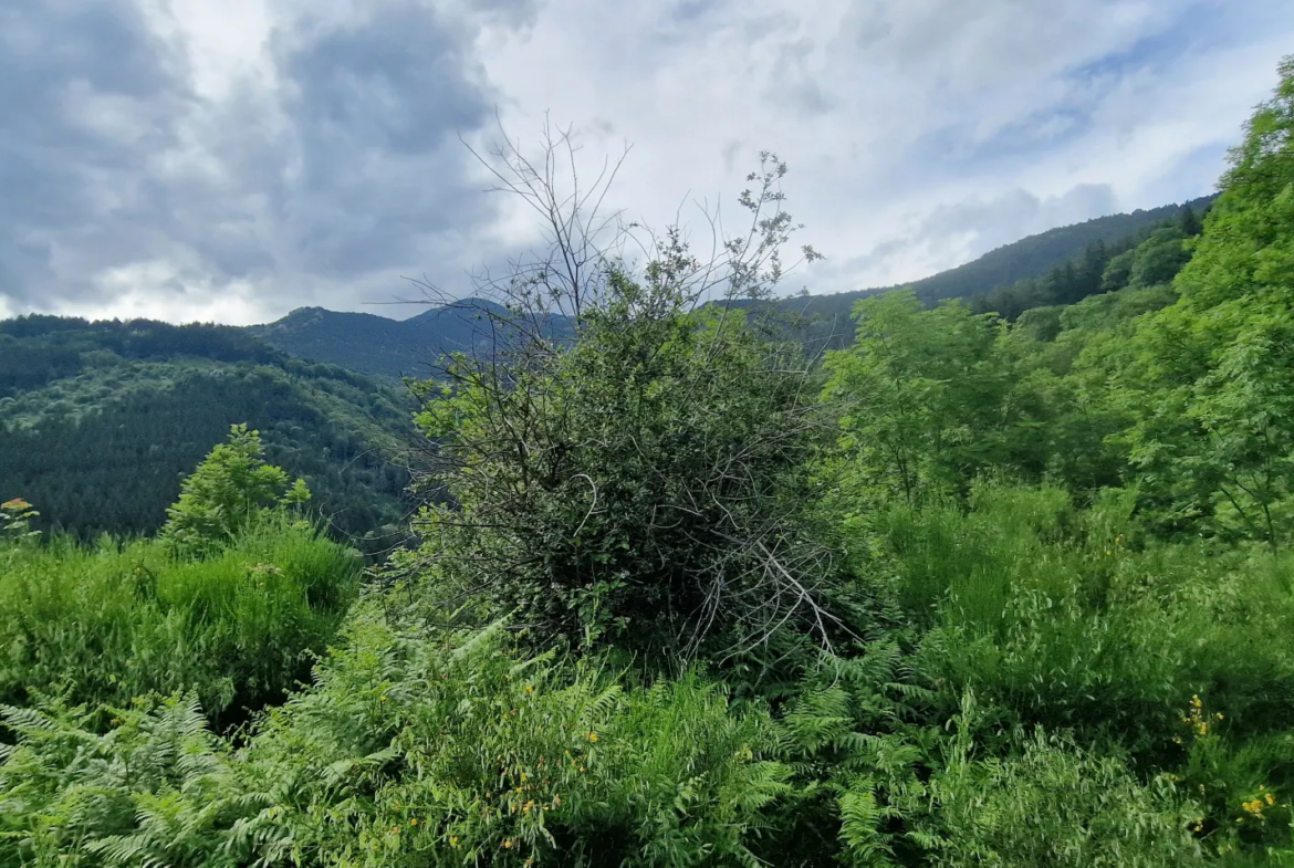 Terrain avec mazet à vendre à Montferrer - 10,9 hectares 