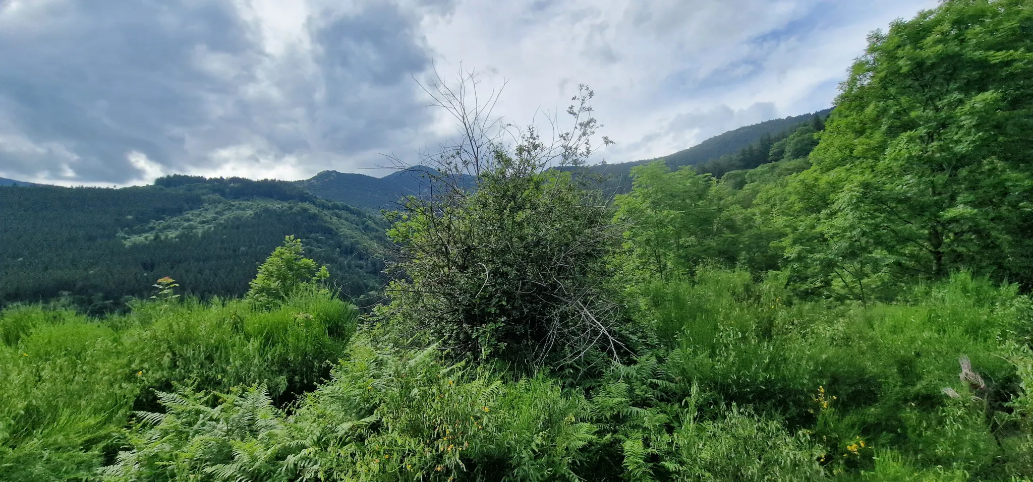 Terrain avec mazet à vendre à Montferrer - 10,9 hectares 