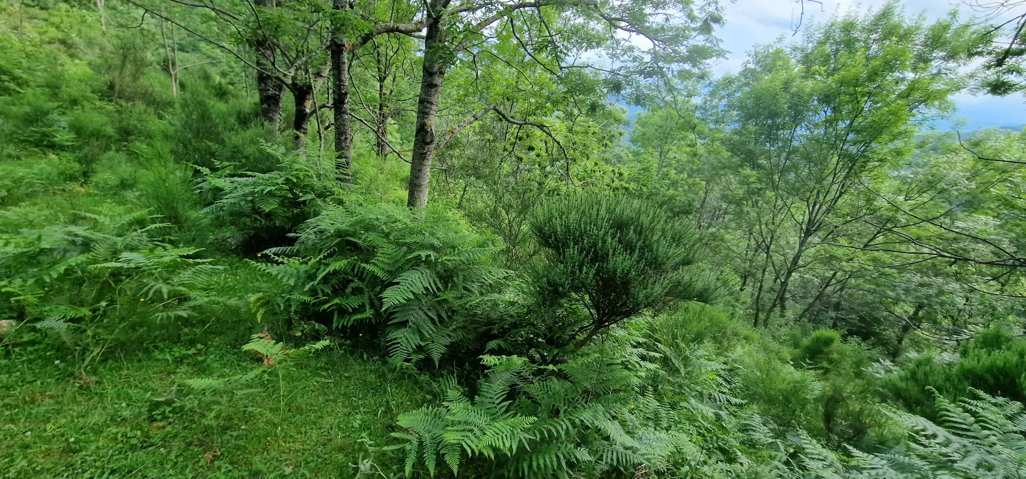 Terrain avec mazet à vendre à Montferrer - 10,9 hectares 