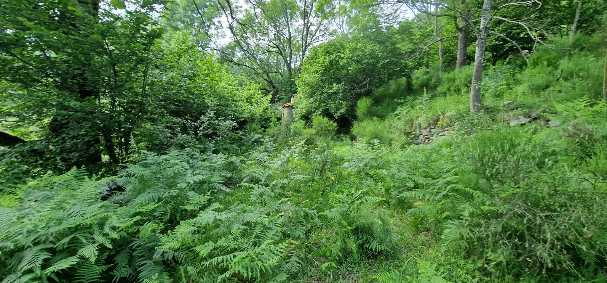 Terrain avec mazet à vendre à Montferrer - 10,9 hectares 