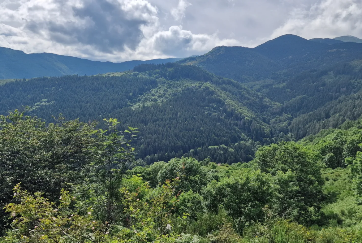 Terrain avec mazet à vendre à Montferrer - 10,9 hectares 