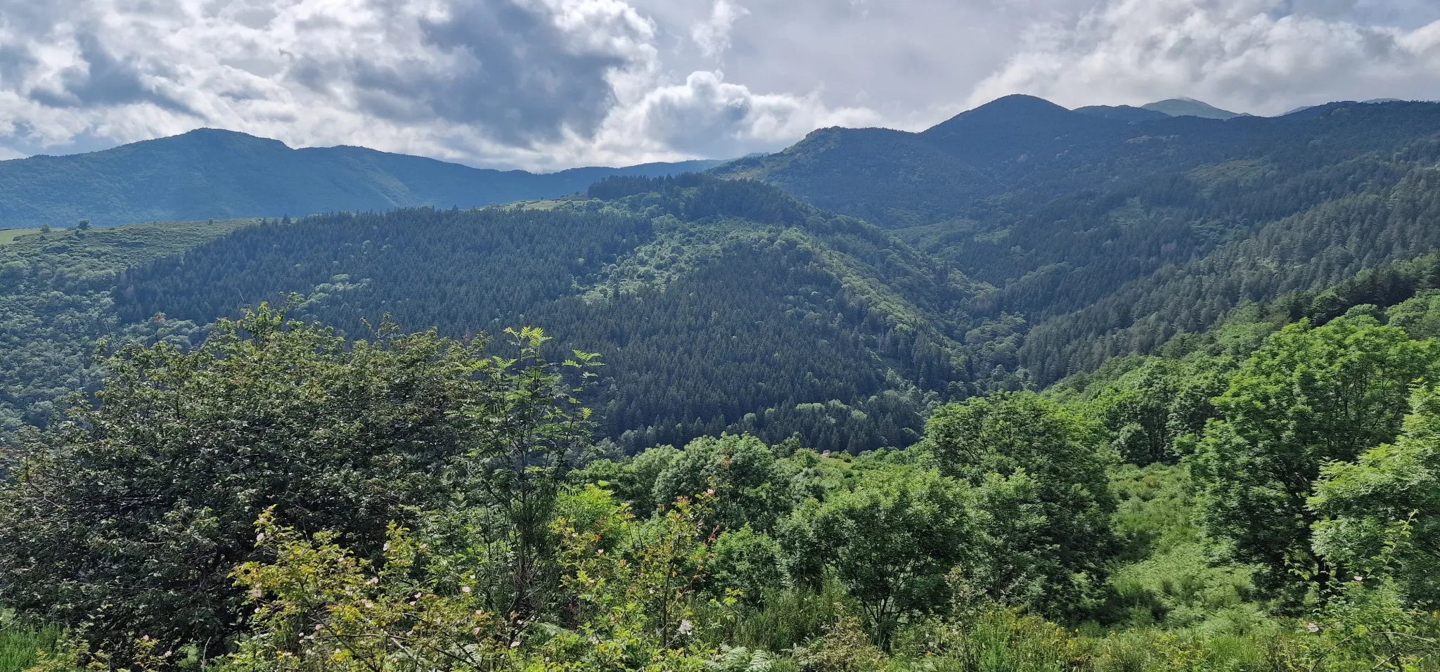 Terrain avec mazet à vendre à Montferrer - 10,9 hectares 