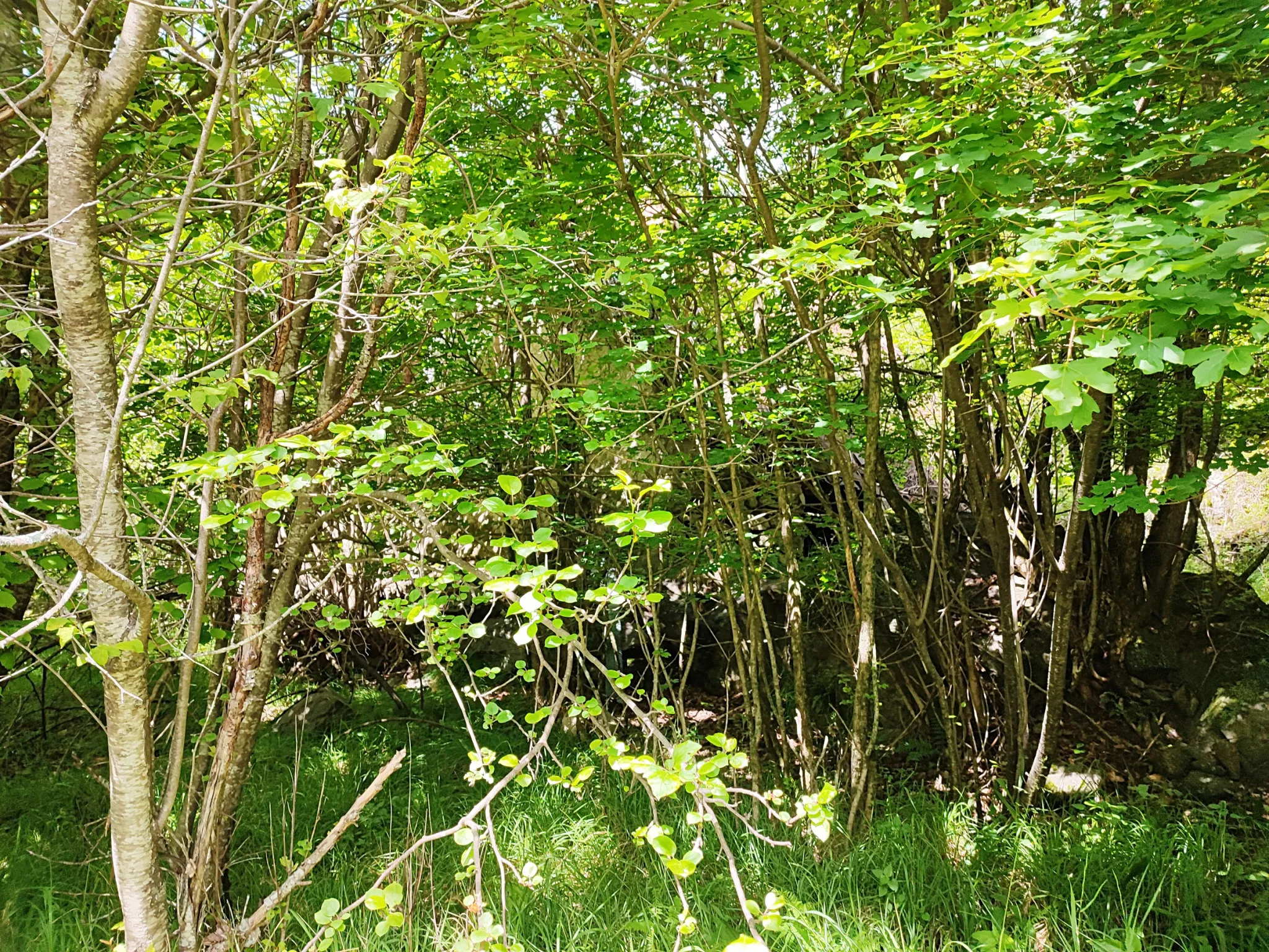 Magnifique terrain avec grange à vendre à Belvédère (06450) 