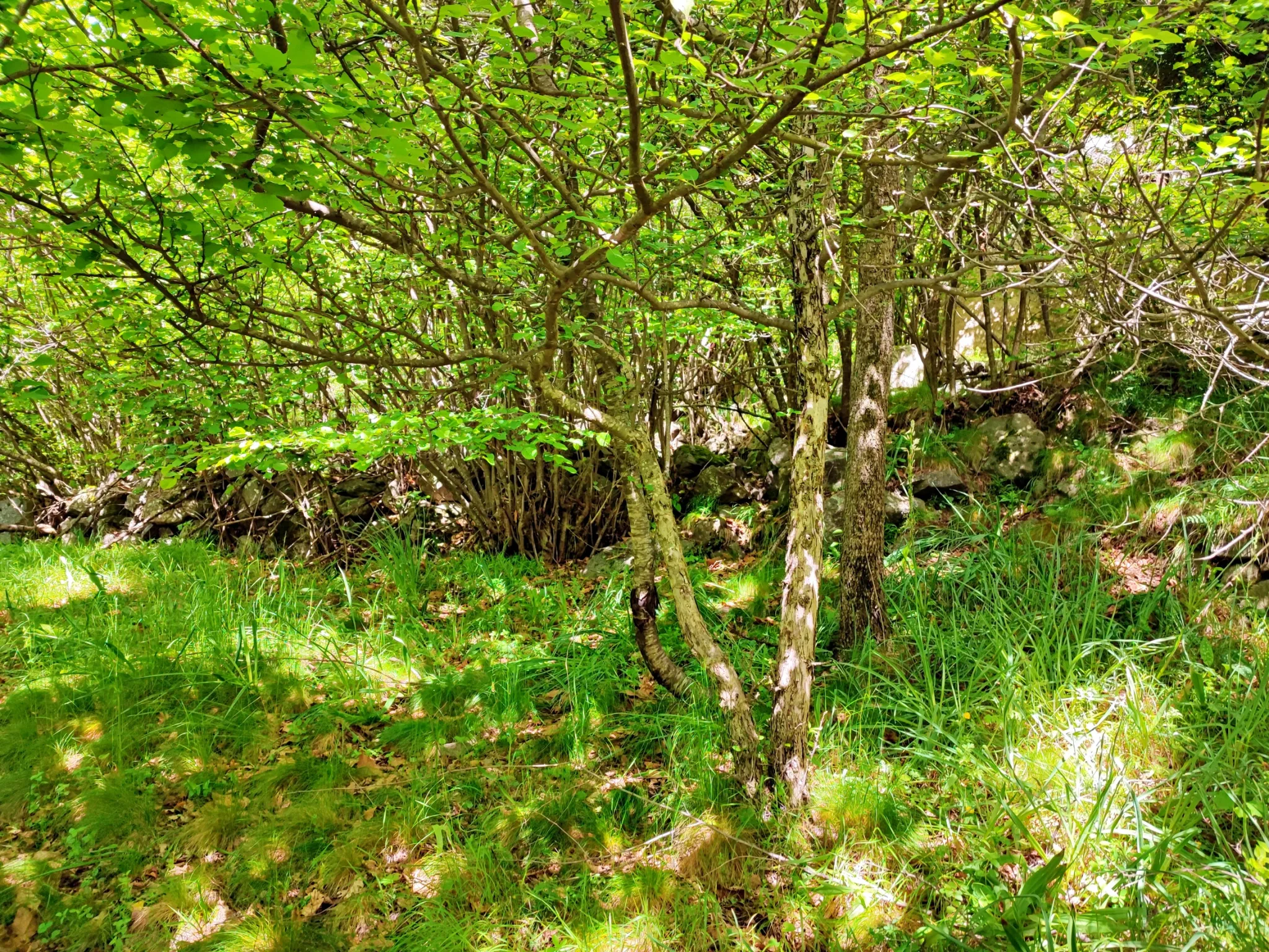 Magnifique terrain avec grange à vendre à Belvédère (06450) 