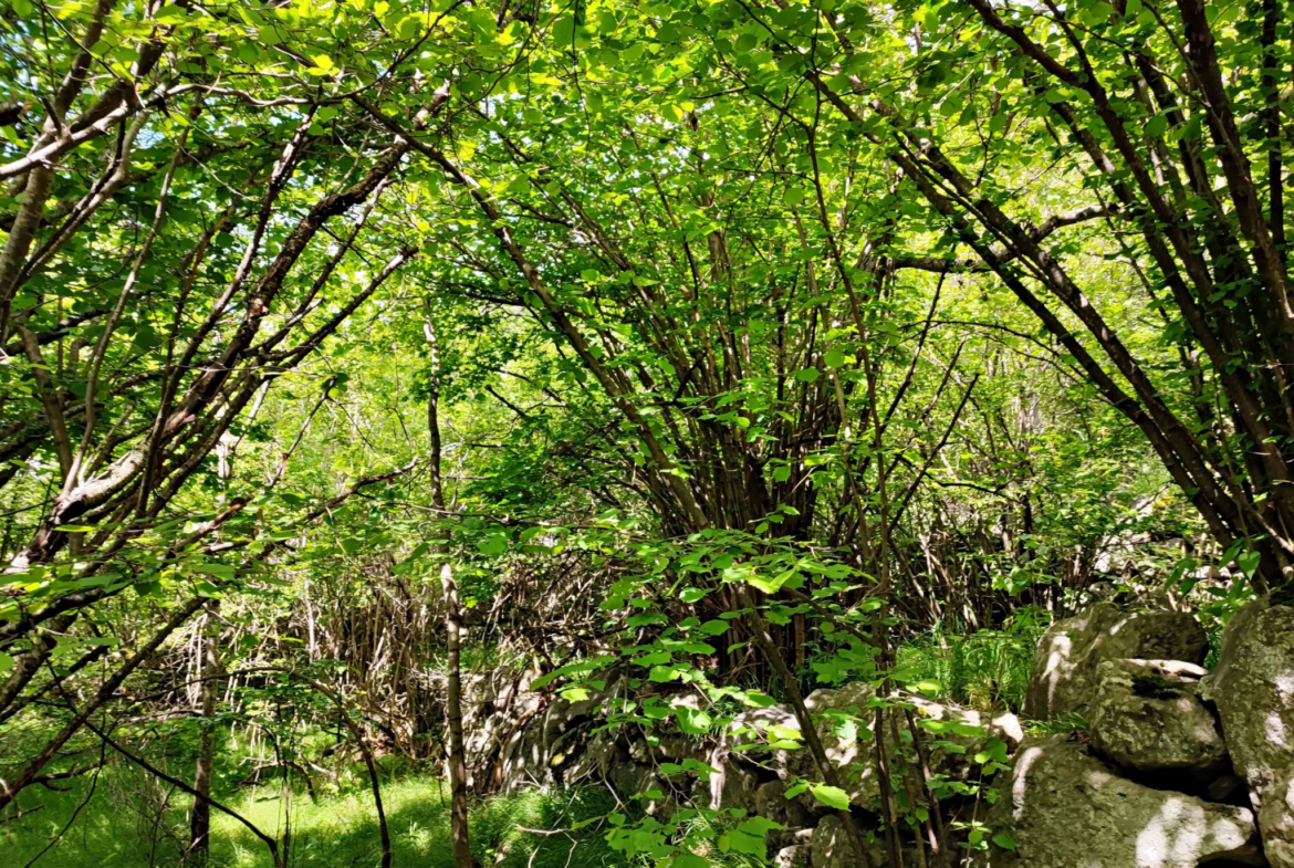 Magnifique terrain avec grange à vendre à Belvédère (06450) 