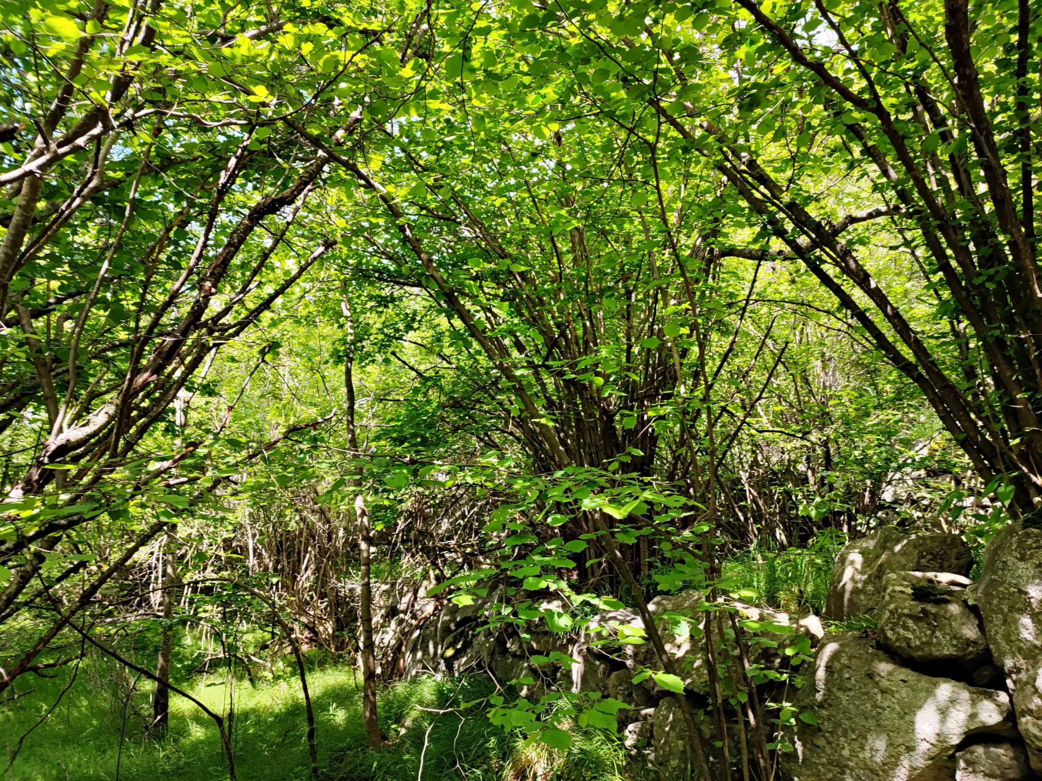 Magnifique terrain avec grange à vendre à Belvédère (06450) 