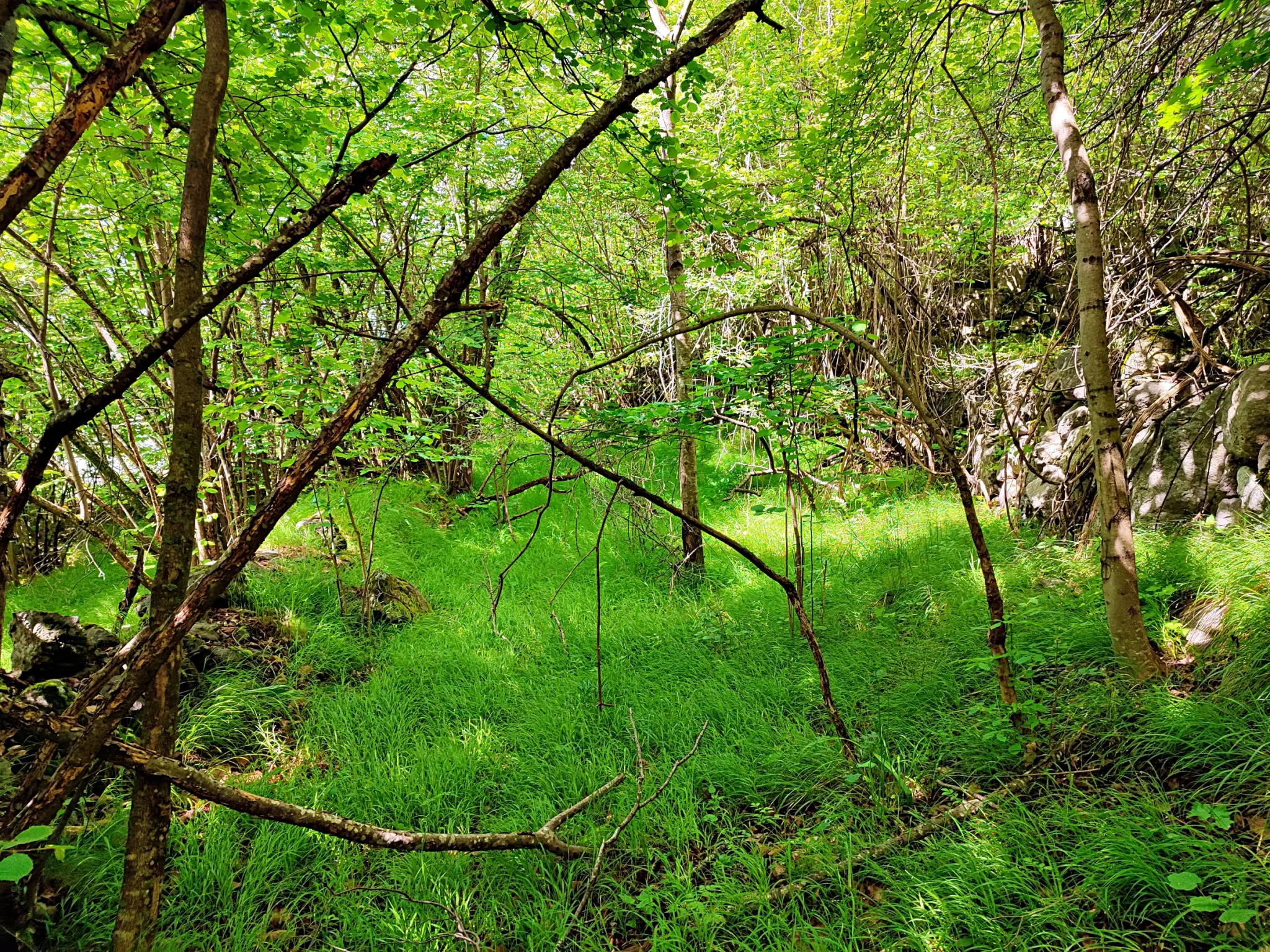 Magnifique terrain avec grange à vendre à Belvédère (06450) 