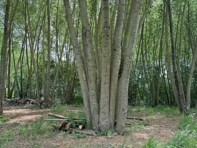 Terrain de loisirs paisible en bord de rivière à Ste Hermine 