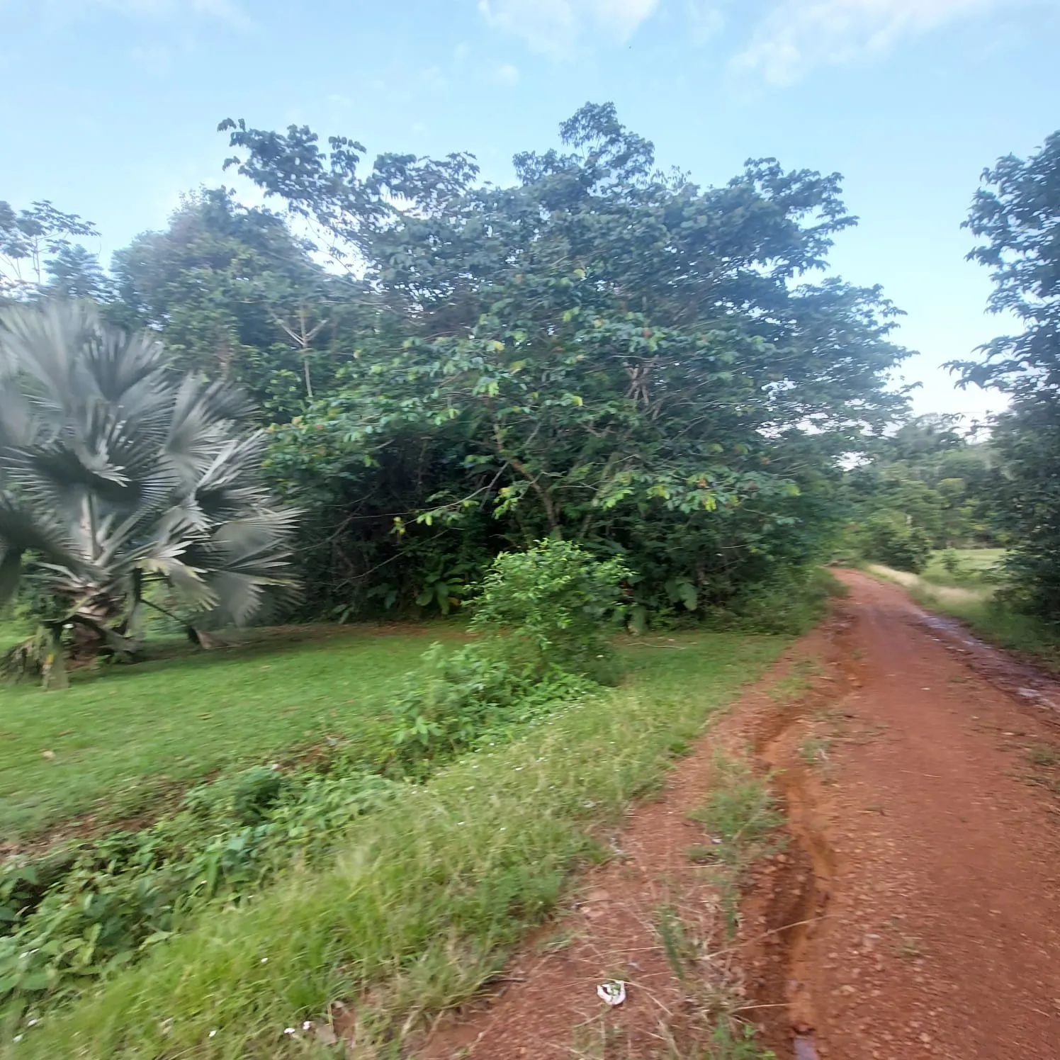 Vente de Terrain Agricole de 12 695 m² à Montsinéry-Tonnegrande 