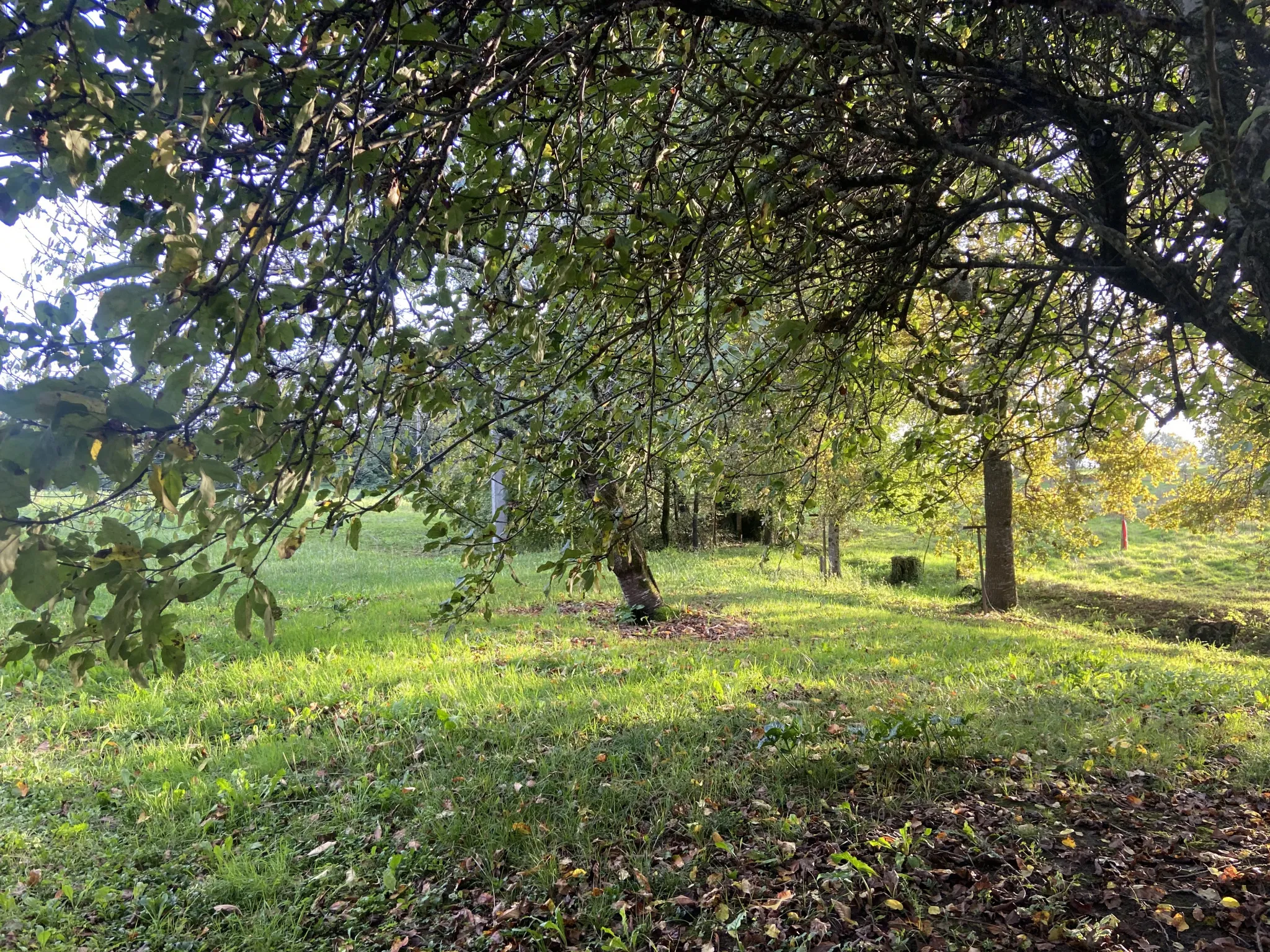 Maison de campagne avec piscine à restaurer proche d'Eauze 