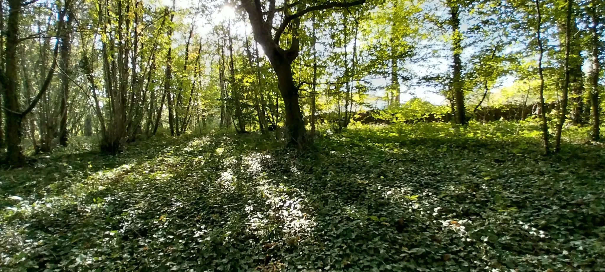 Terrain constructible de 2000 m² à Chancelade, vue sur les bois 