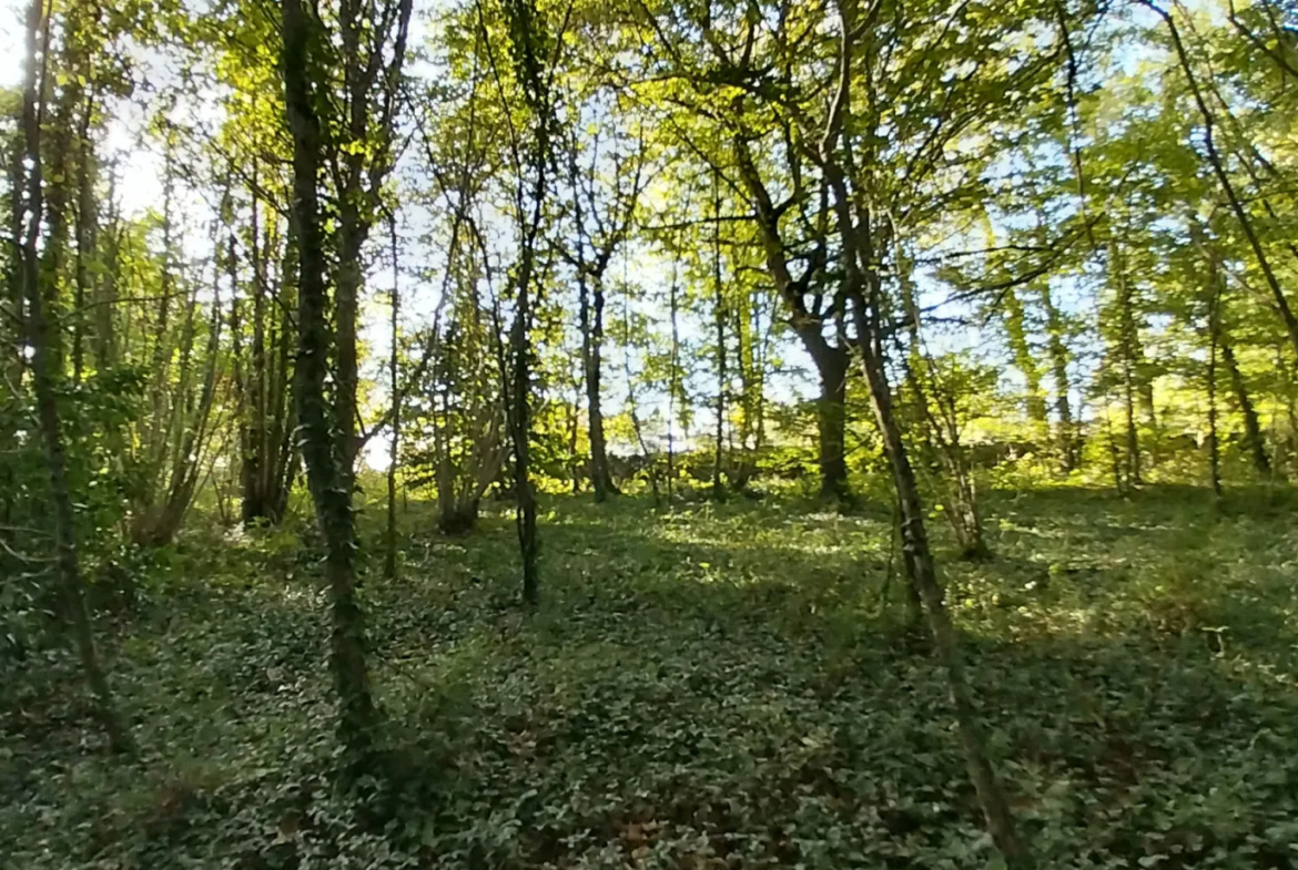 Terrain constructible de 2000 m² à Chancelade, vue sur les bois 