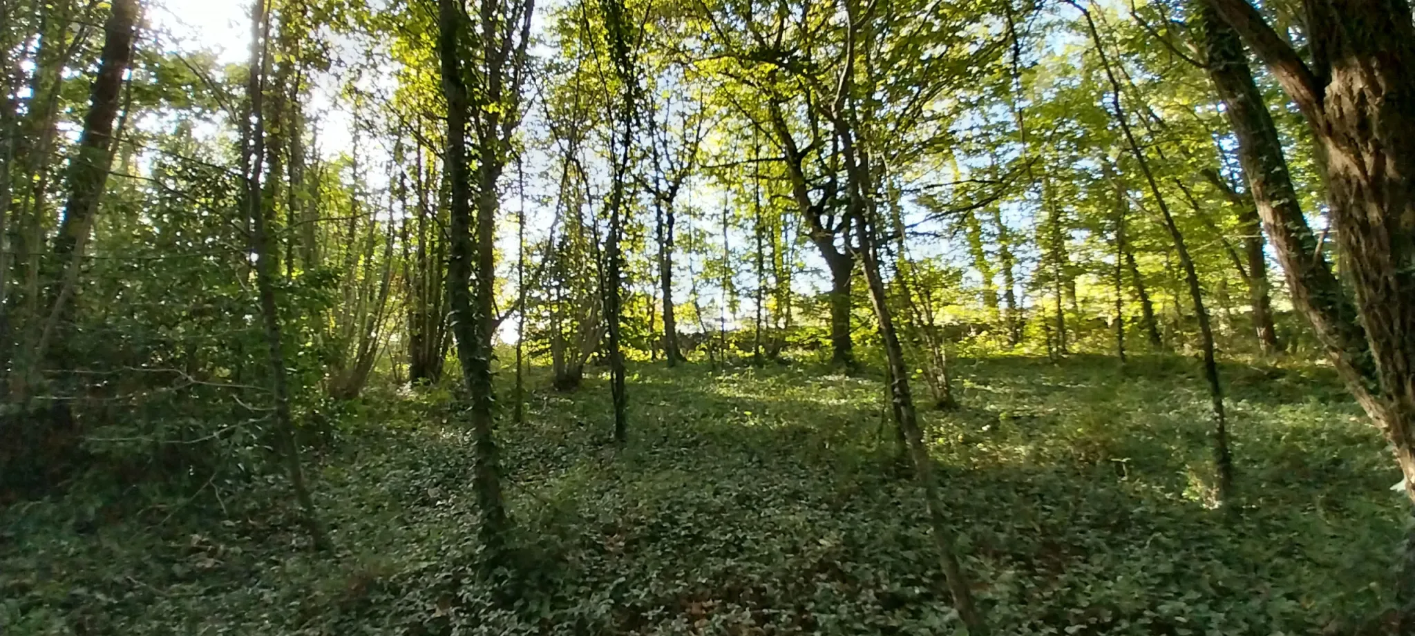 Terrain constructible de 2000 m² à Chancelade, vue sur les bois 