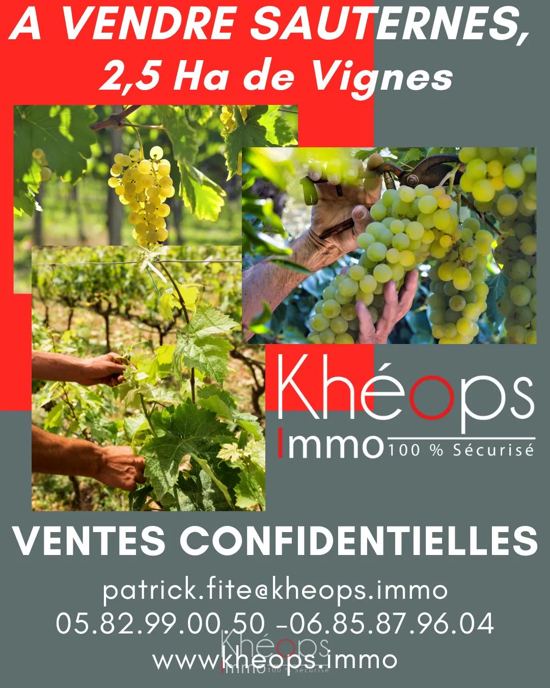 Parcelles de Vignes AOC Sauternes à vendre - 2,5 hectares 