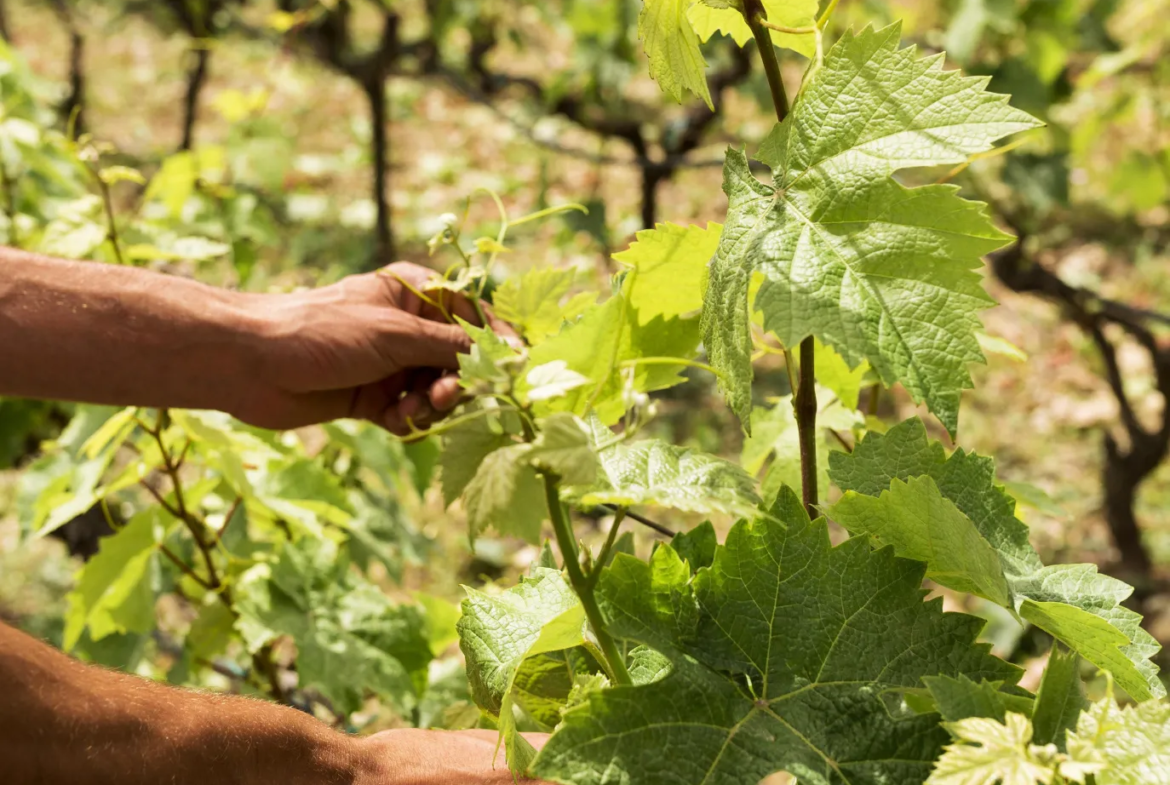 Parcelles de Vignes AOC Sauternes à vendre - 2,5 hectares 