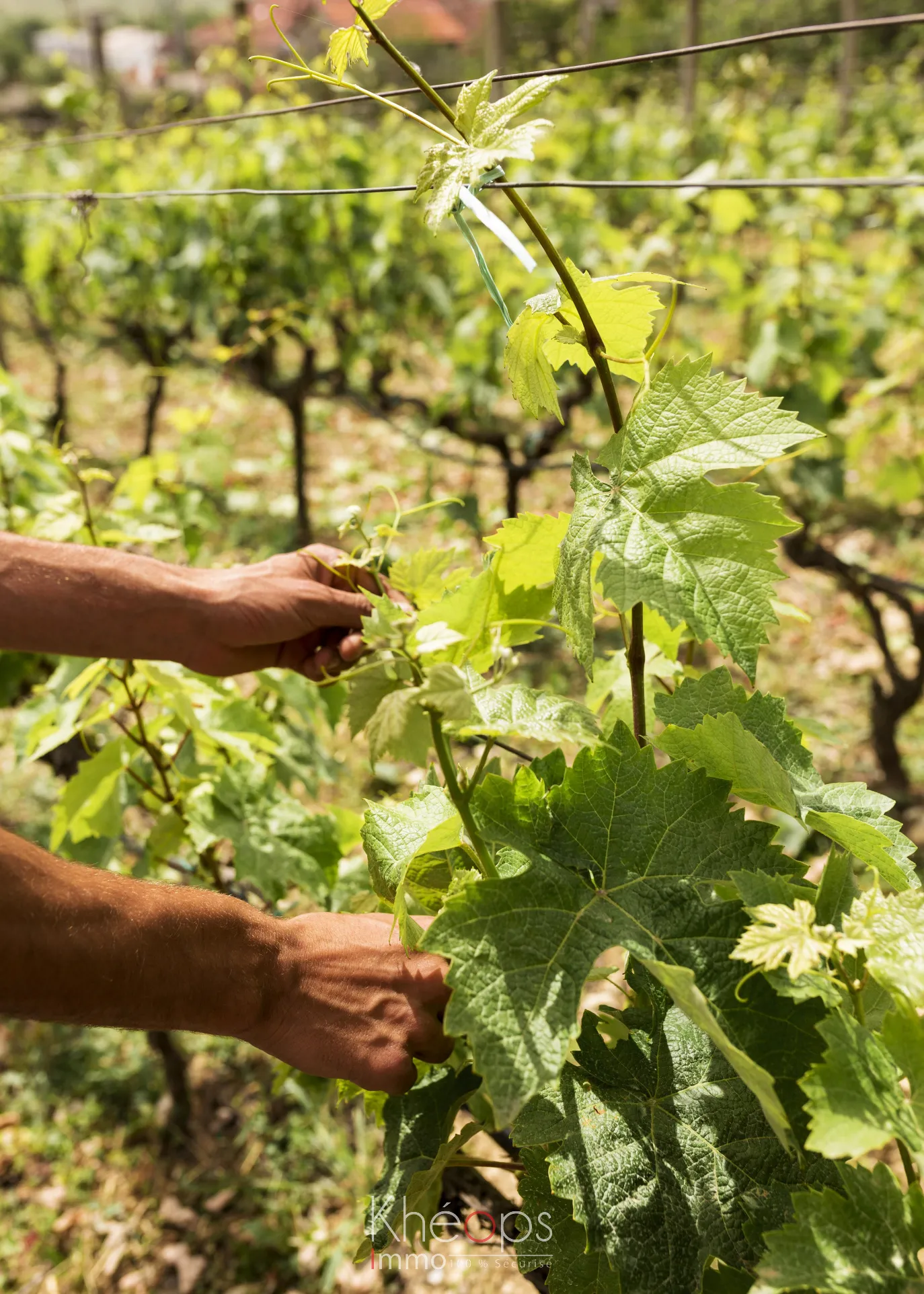 Parcelles de Vignes AOC Sauternes à vendre - 2,5 hectares 