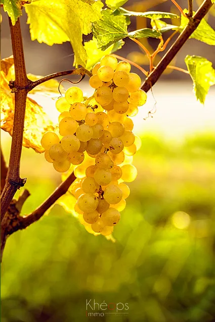 Parcelles de Vignes AOC Sauternes à vendre - 2,5 hectares 