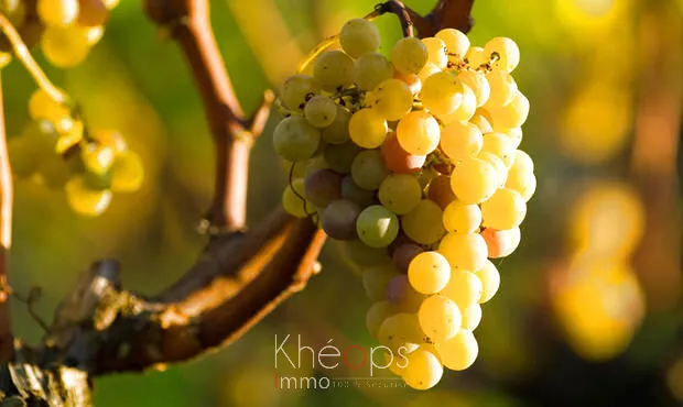 Parcelles de Vignes AOC Sauternes à vendre - 2,5 hectares 