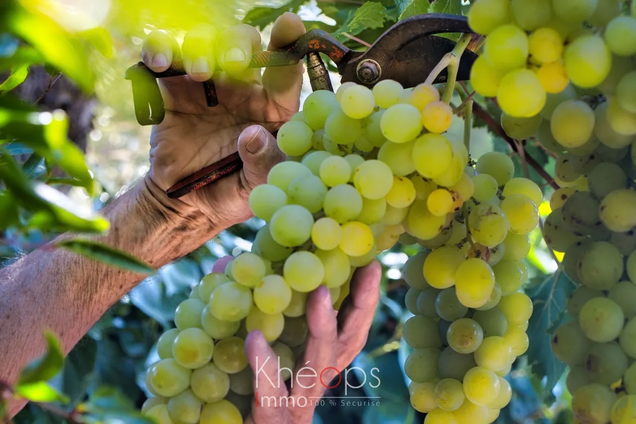 Parcelles de Vignes AOC Sauternes à vendre - 2,5 hectares 