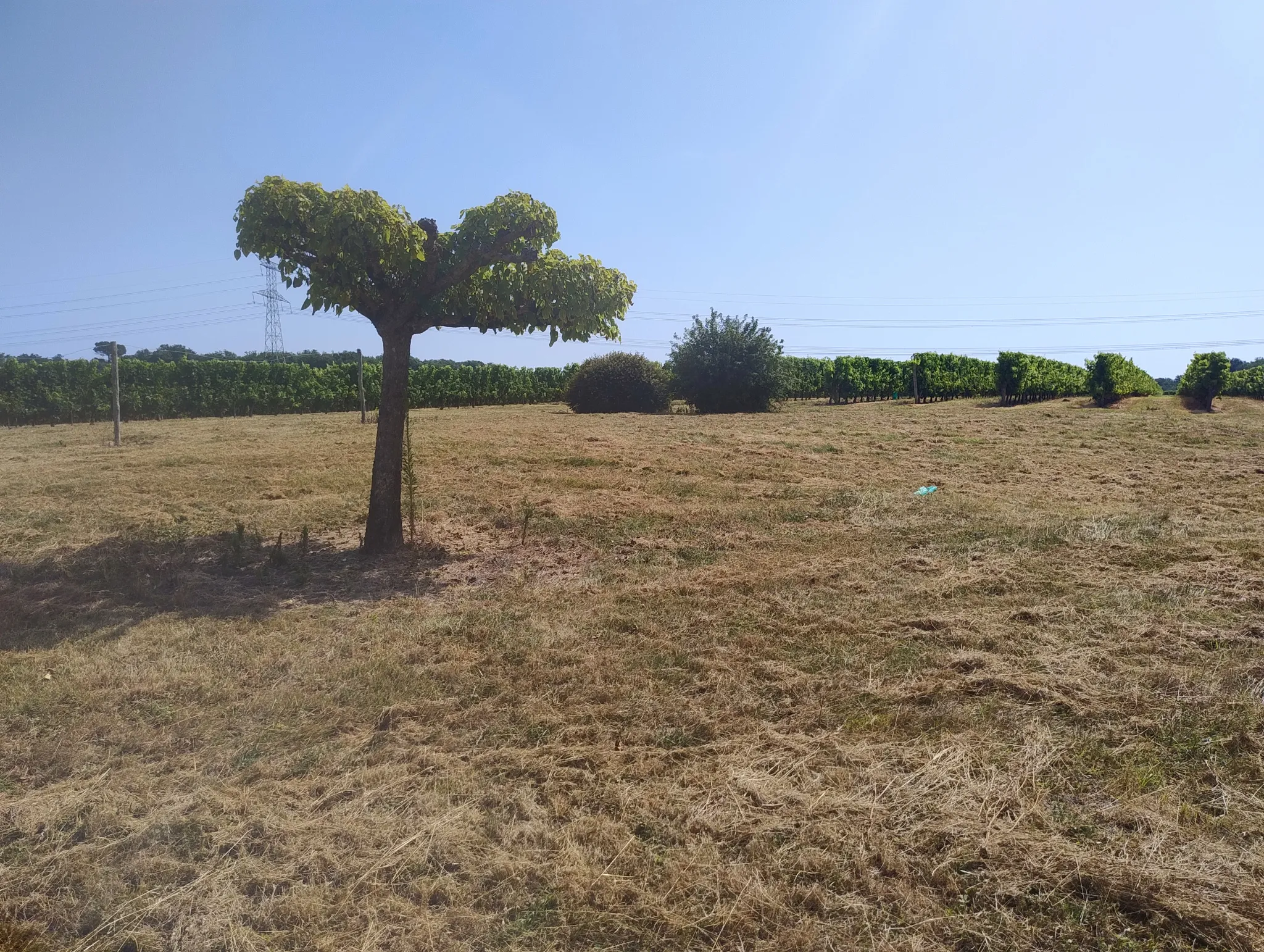 Vente d'une Ancienne Ferme Viticole à Caplong 