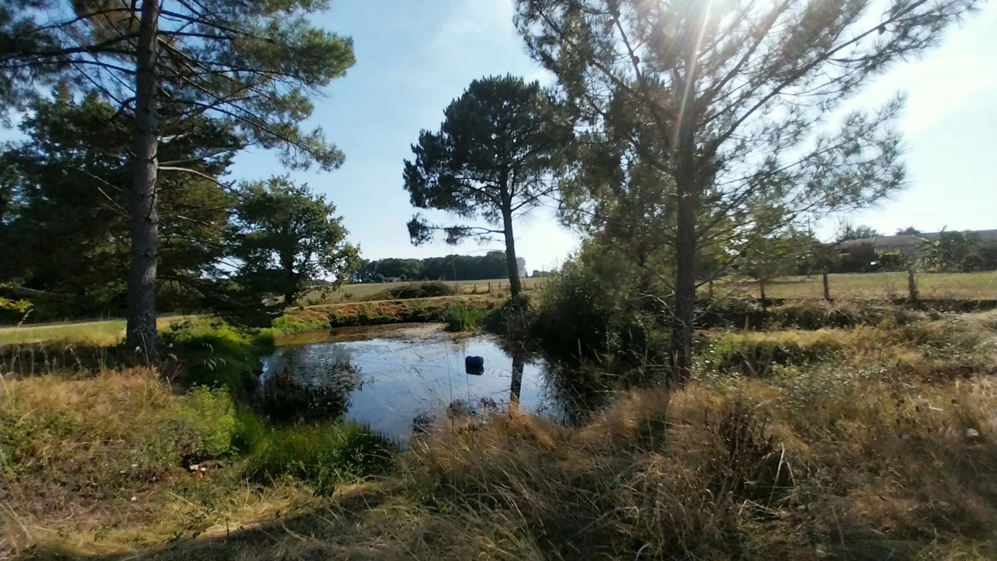 Maison en Pierre à Razac sur L'Isle avec Piscine et 2 Hectares de Terrain 