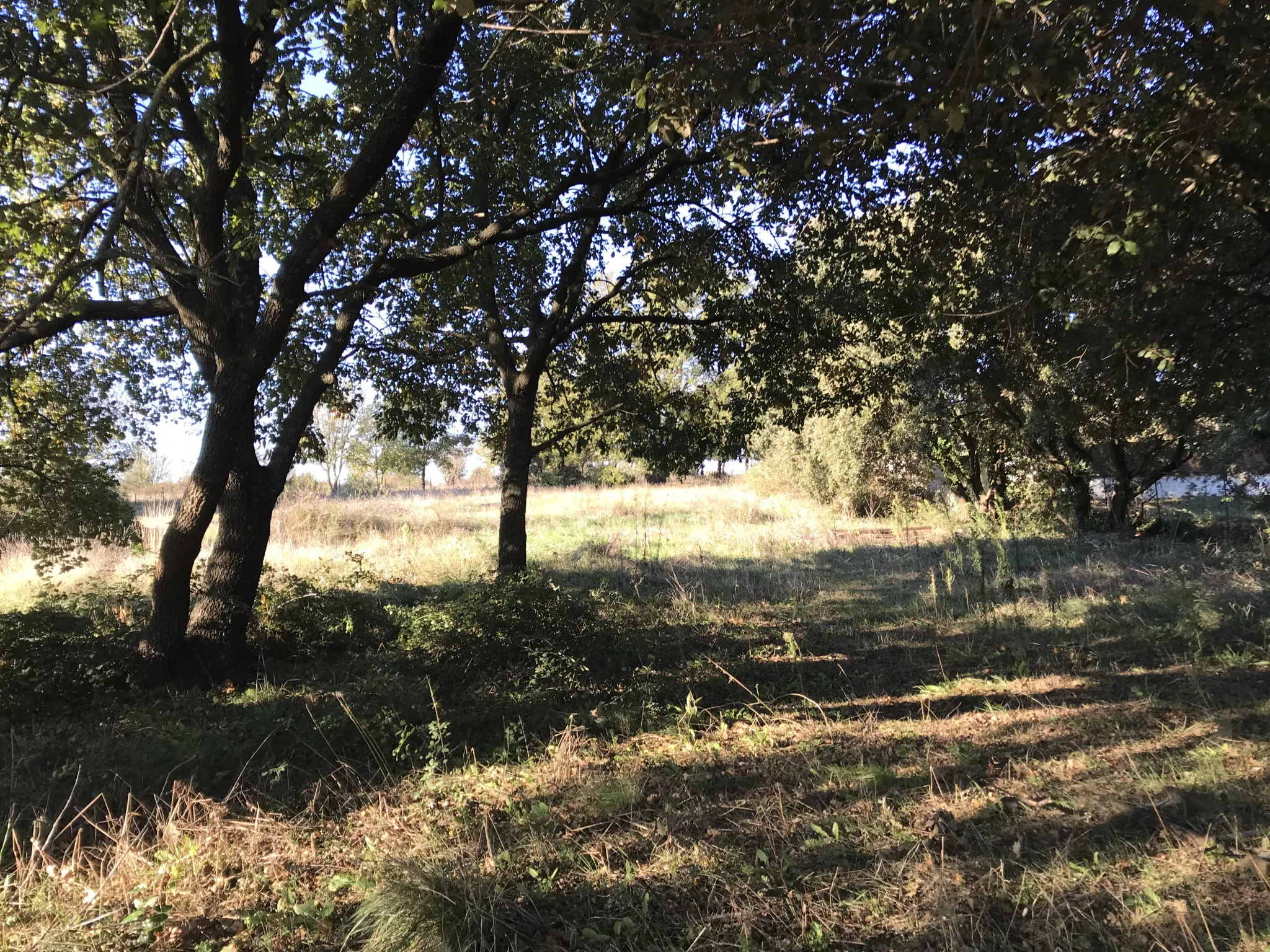 Terrain constructible à Saussines près de Montpellier 