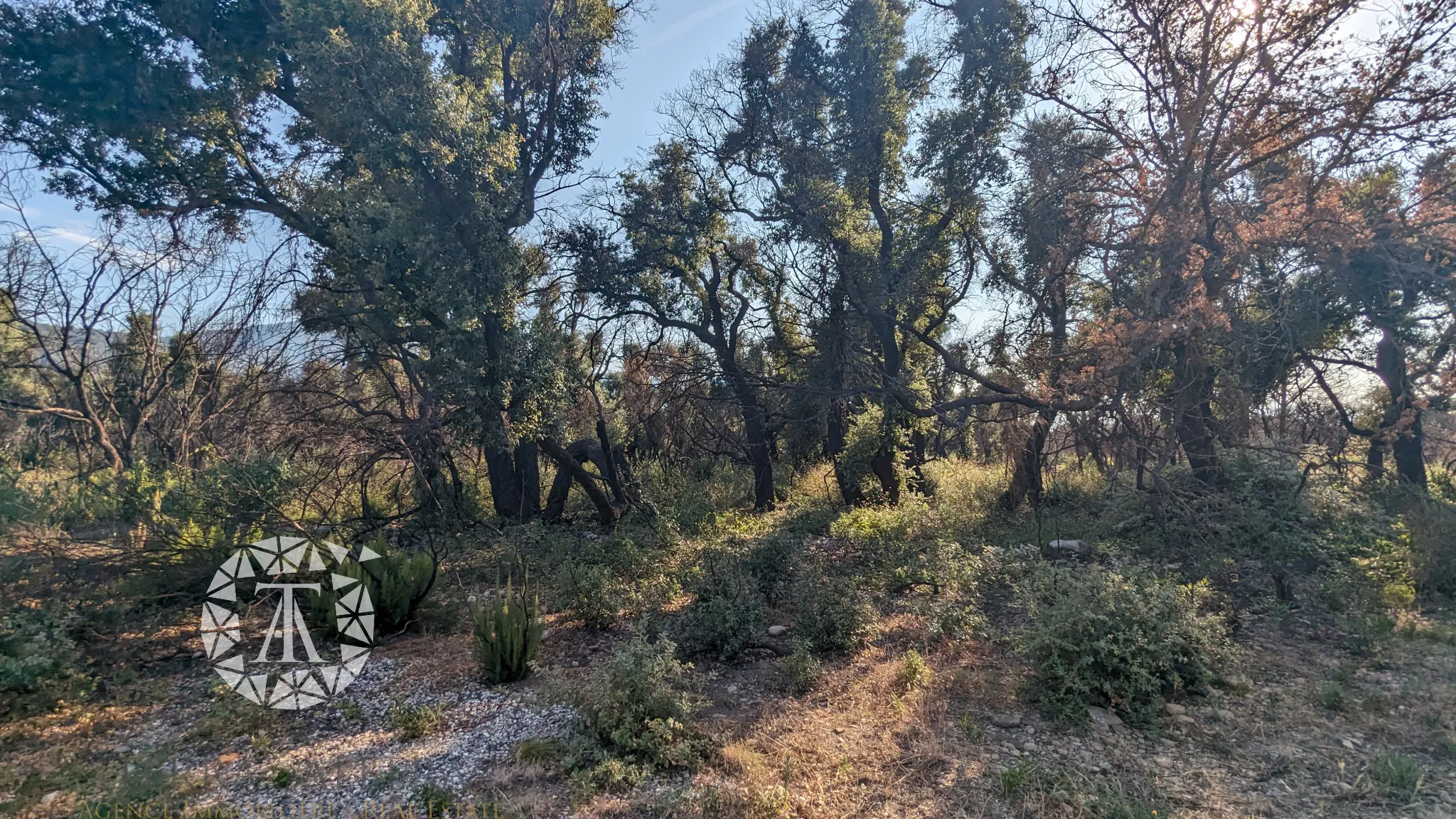 Vente de Terrains Agricoles à St André - 8 038 m² 