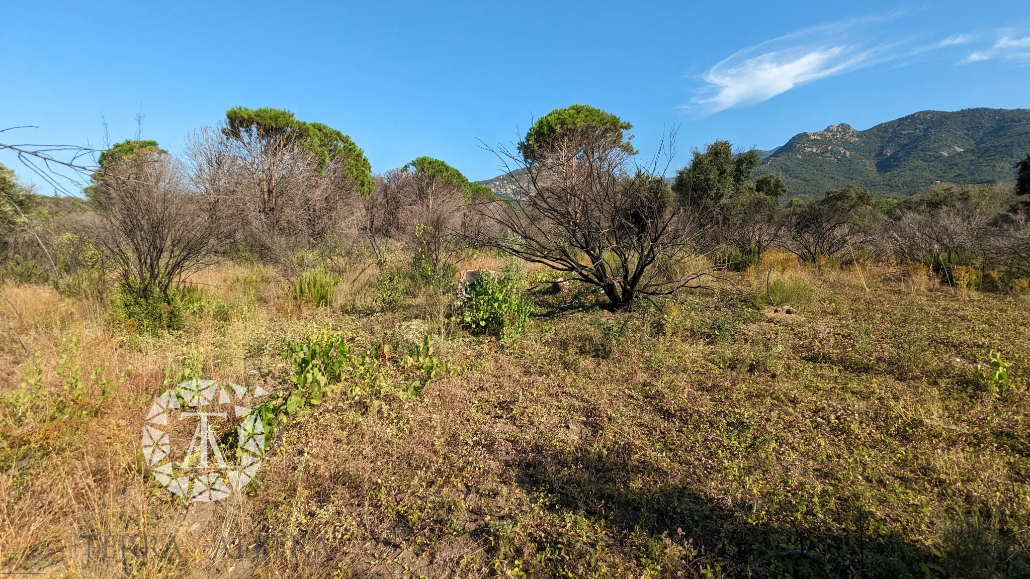 Vente de Terrains Agricoles à St André - 8 038 m² 