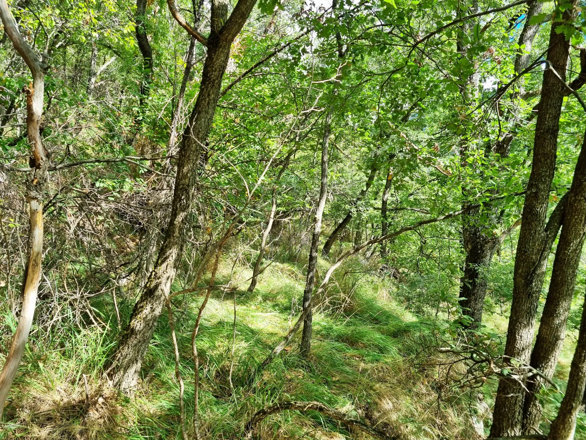 Terrain de Loisir avec Cabanons aux Adrets, Proche de Belvédère 