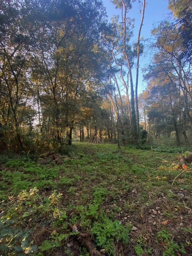 Terrain à bâtir boisé de 4092 m² dans le secteur Orouët, St Jean de Monts 