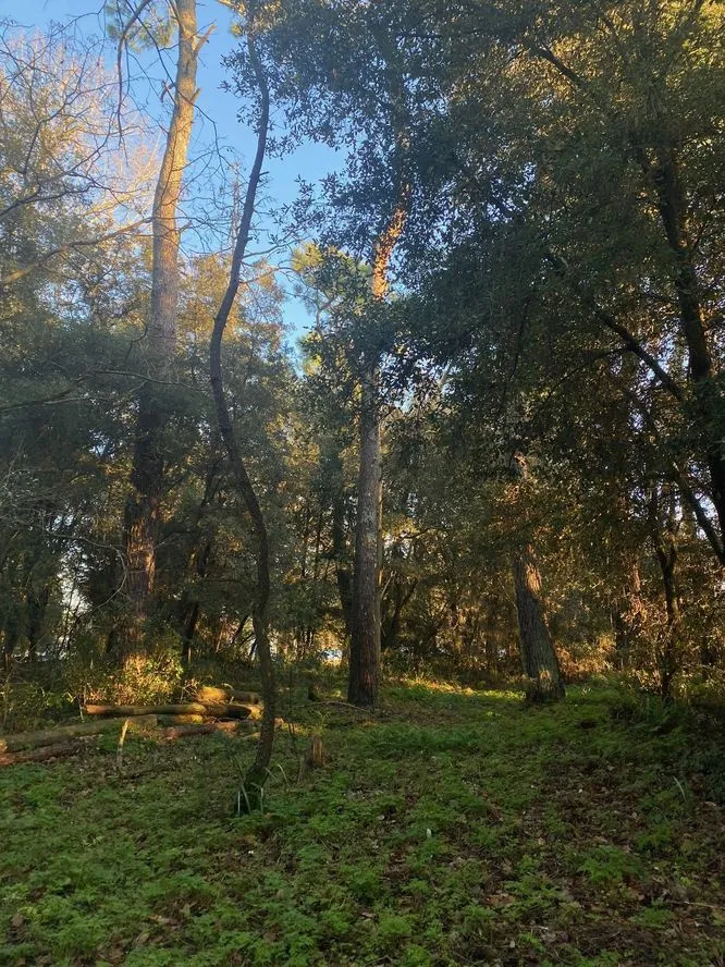 Terrain à bâtir boisé de 4092 m² dans le secteur Orouët, St Jean de Monts 