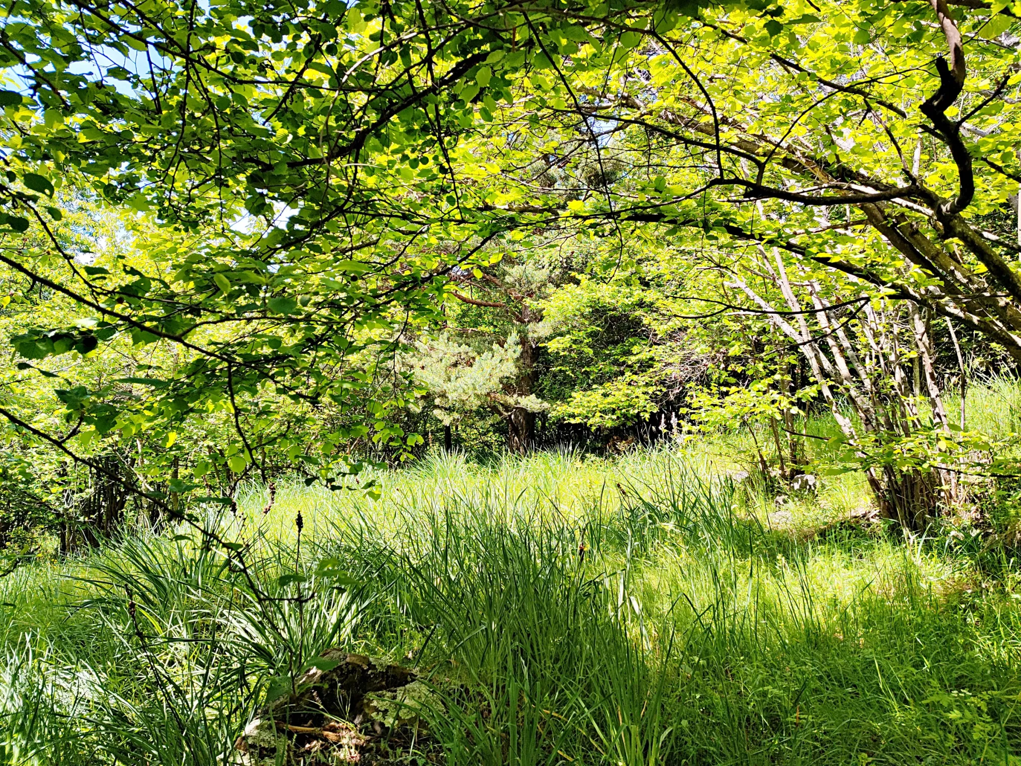 Terrain de 8 524 m² avec grange à Belvédère 