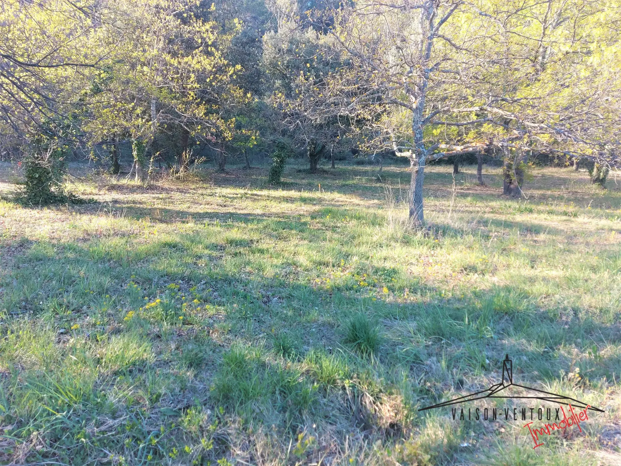 Terrain arboré de 1350 m² avec permis de construire à Vaison la Romaine 