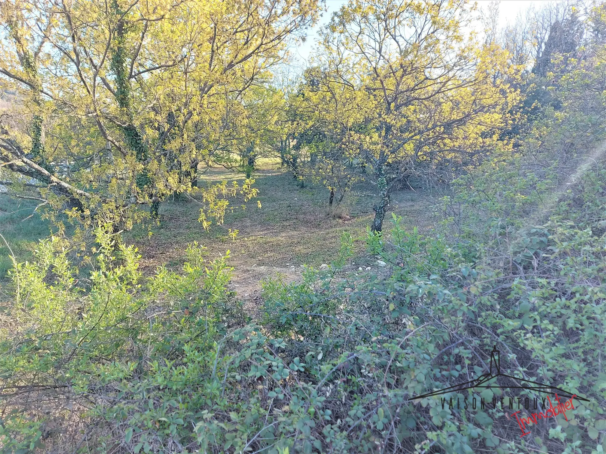 Terrain arboré de 1350 m² avec permis de construire à Vaison la Romaine 