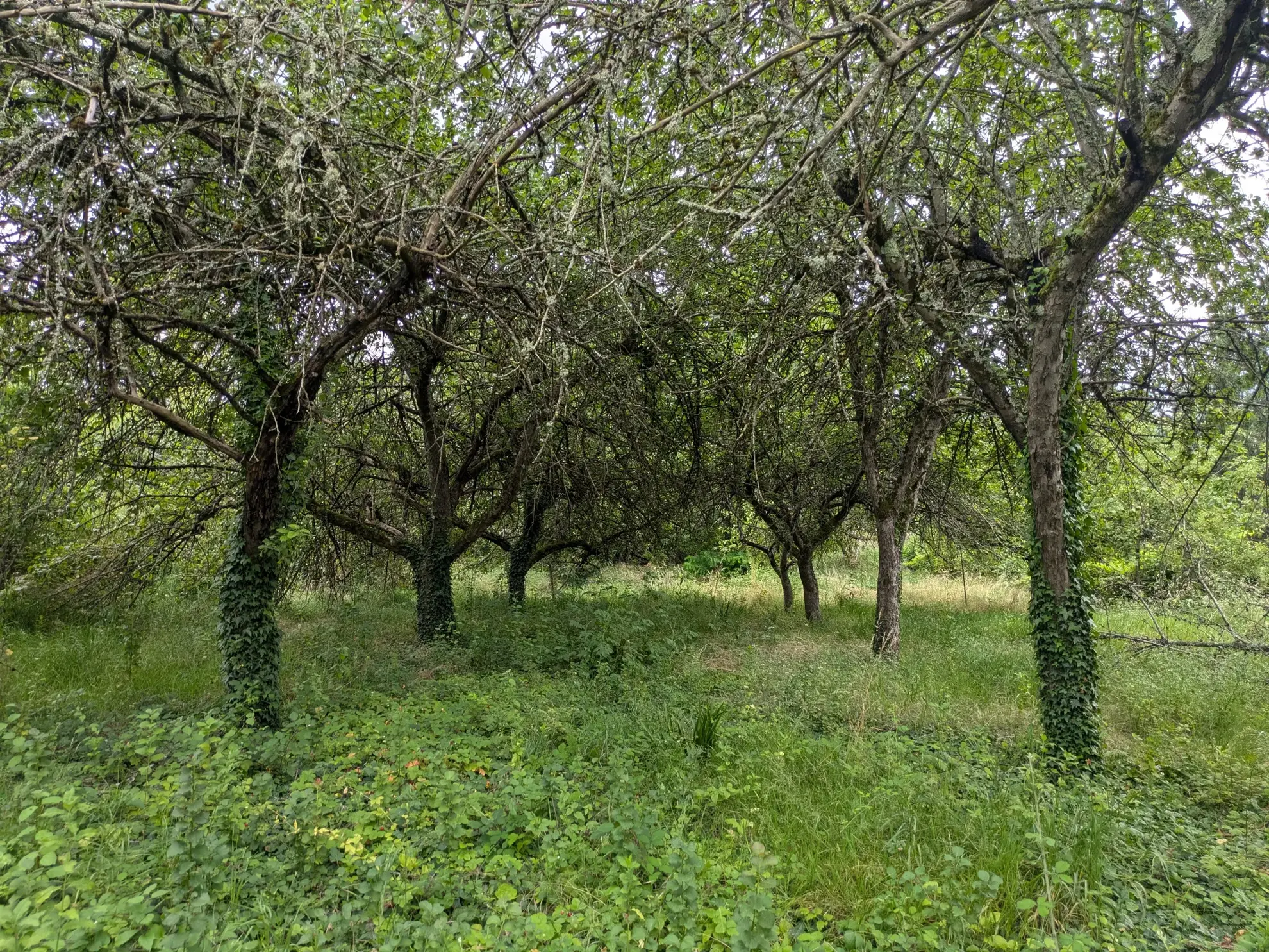 Terrain à bâtir de 1938 m² à Challuy à 29 €/m² 