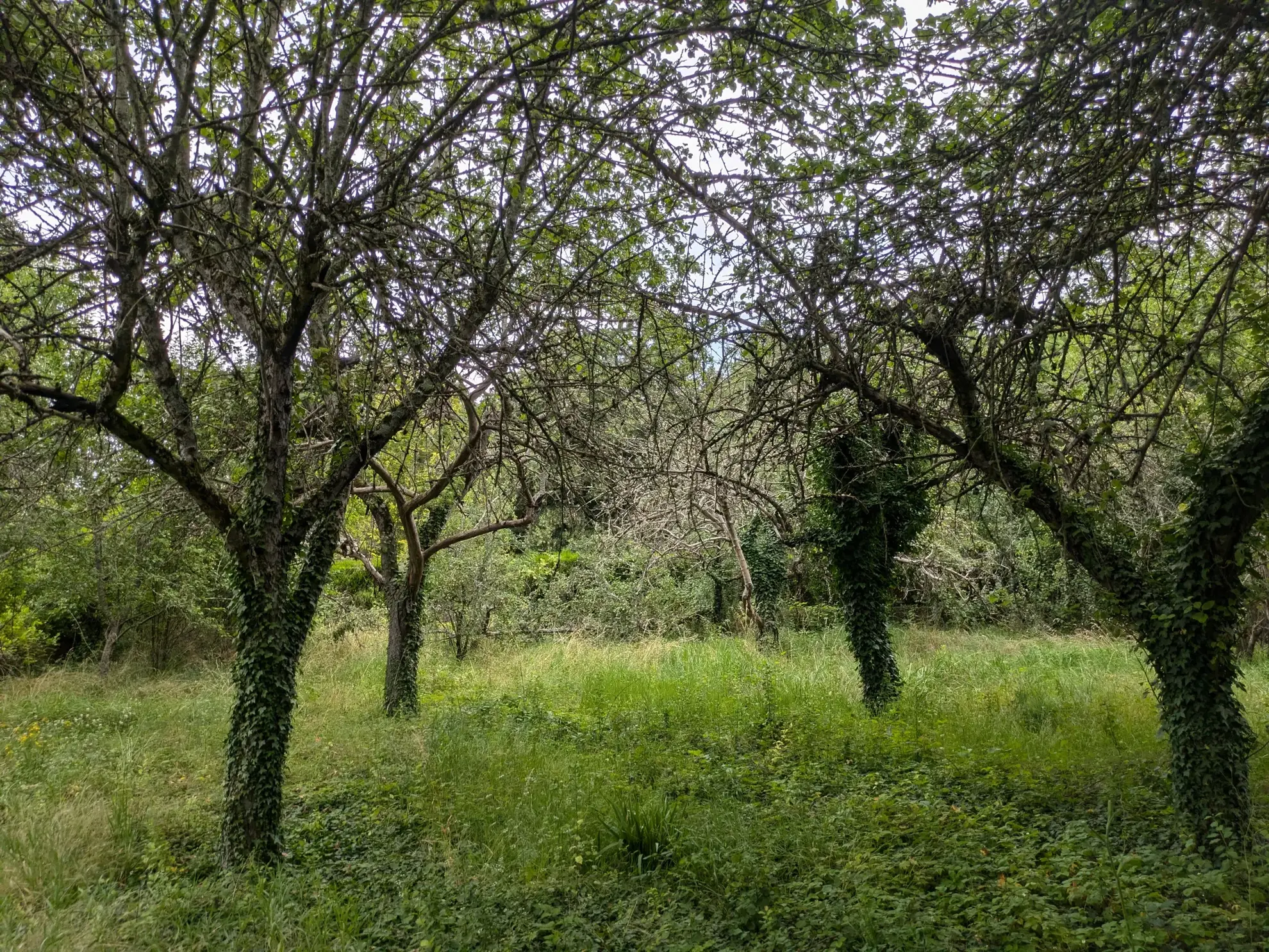 Terrain à bâtir de 1938 m² à Challuy à 29 €/m² 